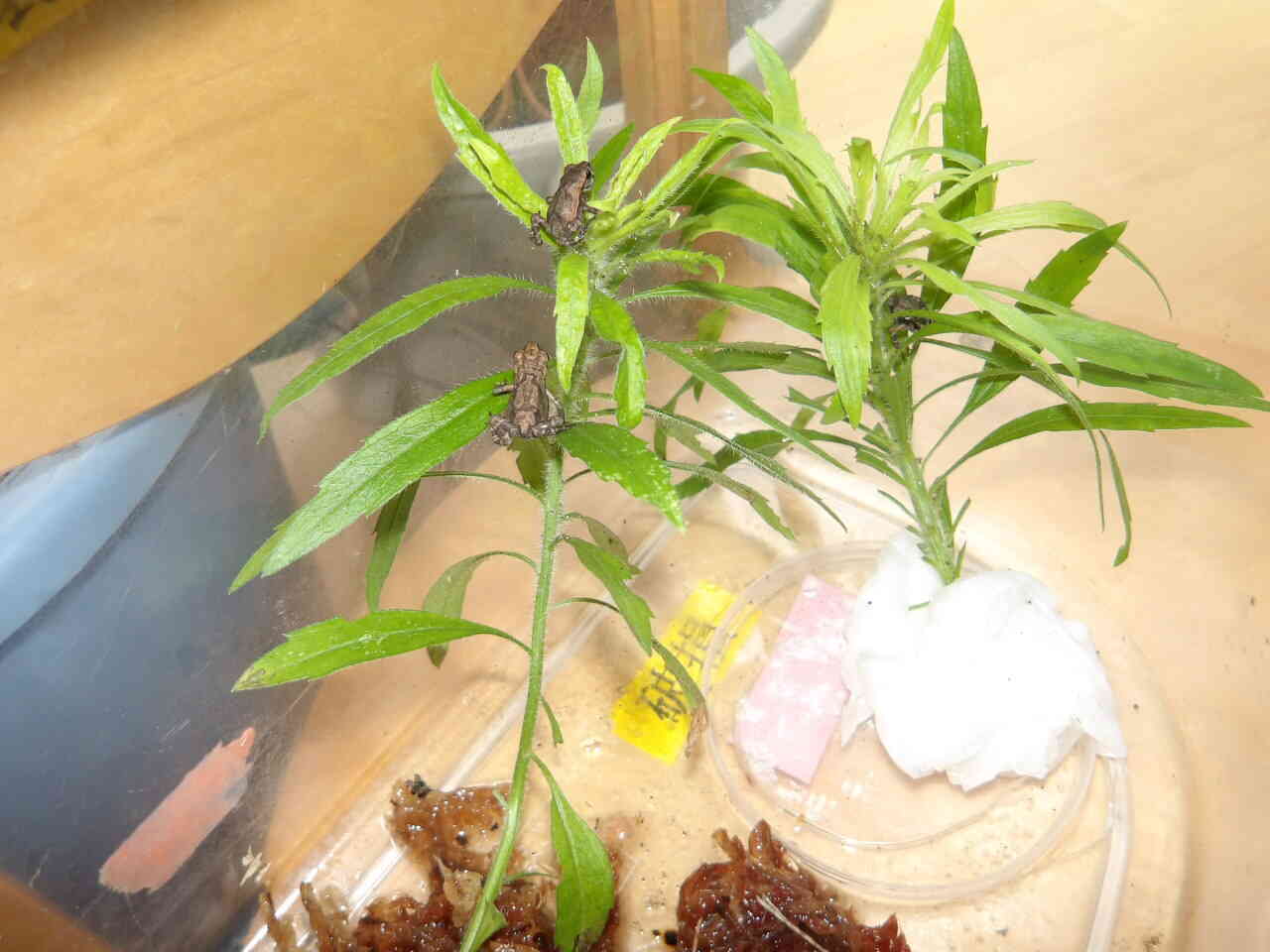 ６、７月　おたまじゃくじがカエルになったよ！