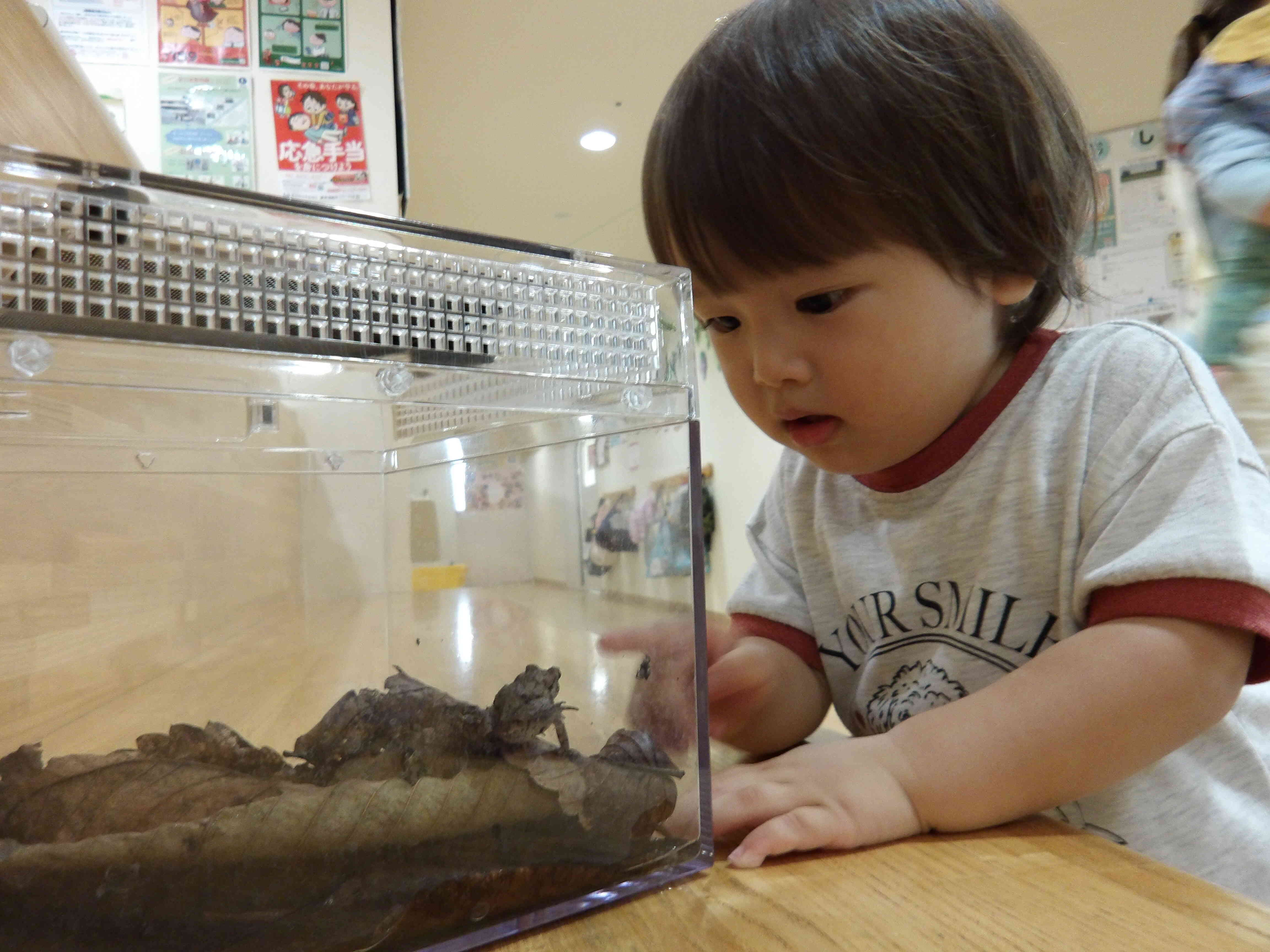 やってきた！かえるの３つ子ちゃん！