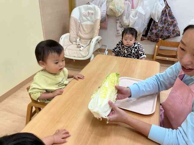 白菜を触ろう！