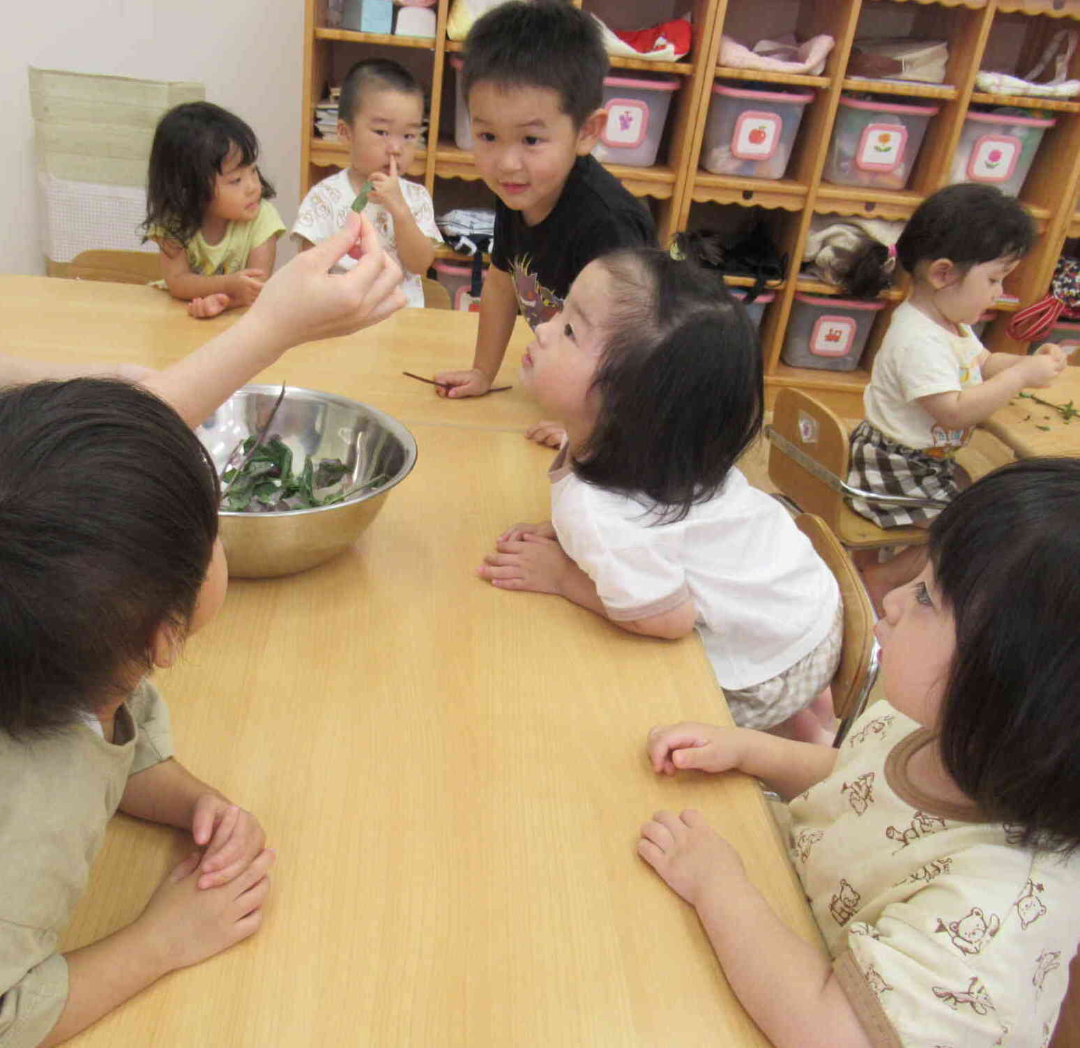 これが金時草か～