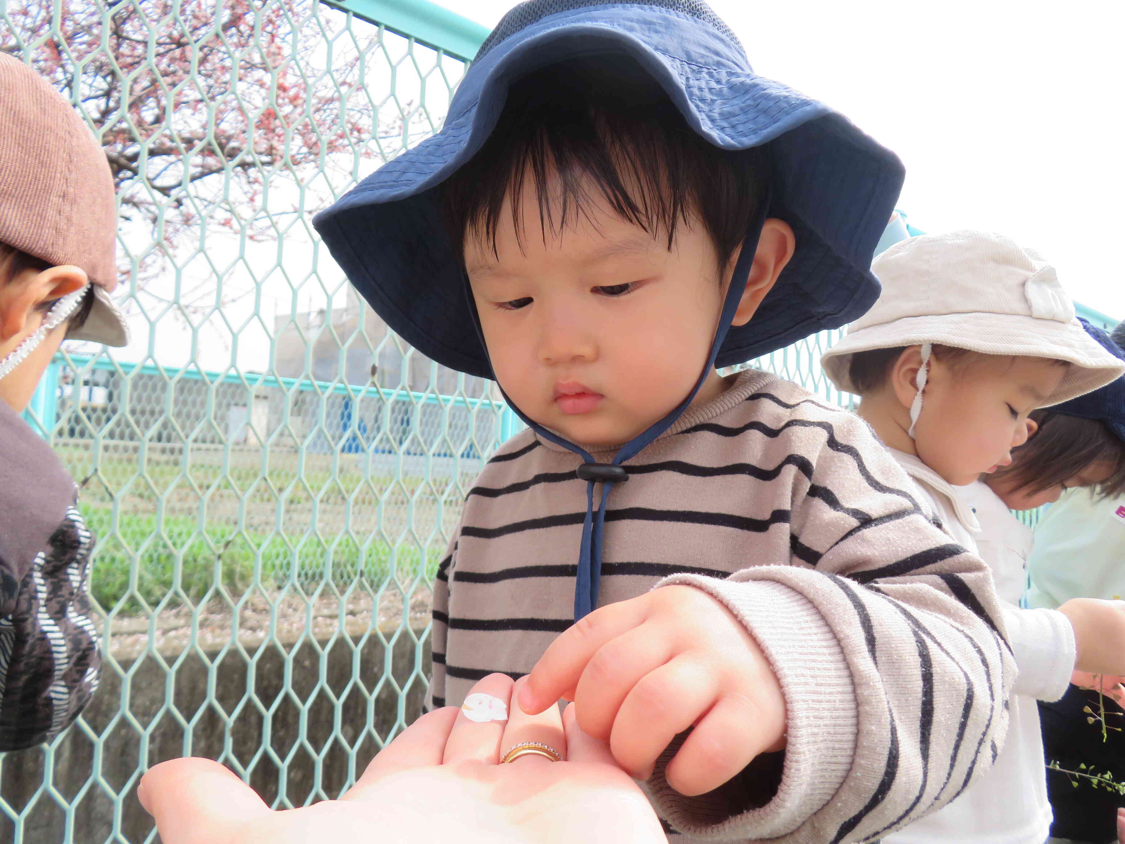 「花びらだよ。」