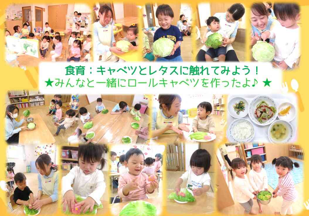 キャベツとレタスに触れて違いを楽しみました！ロールキャベツも上手に作れました♪
