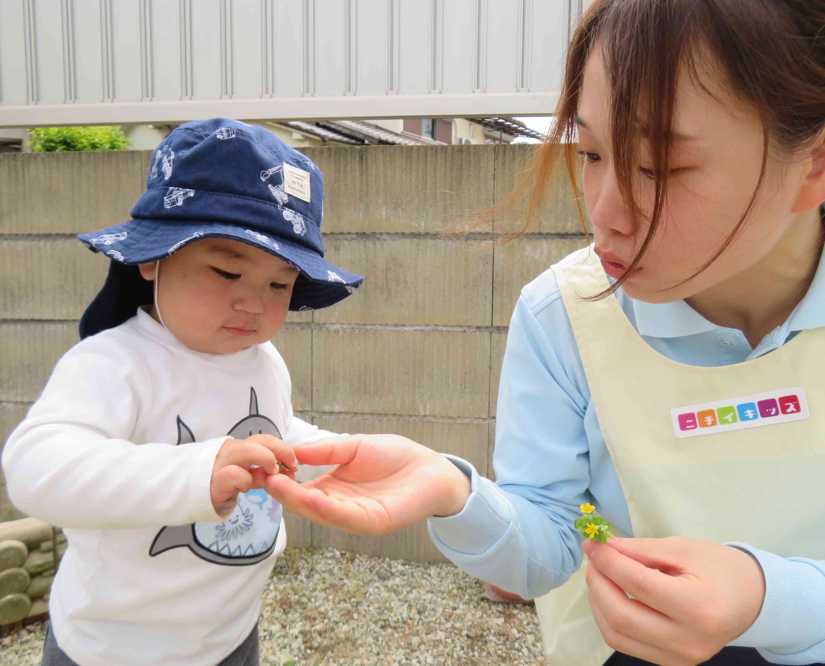 「おはなみつけたよ！」と先生に見せに来てくれましたよ！