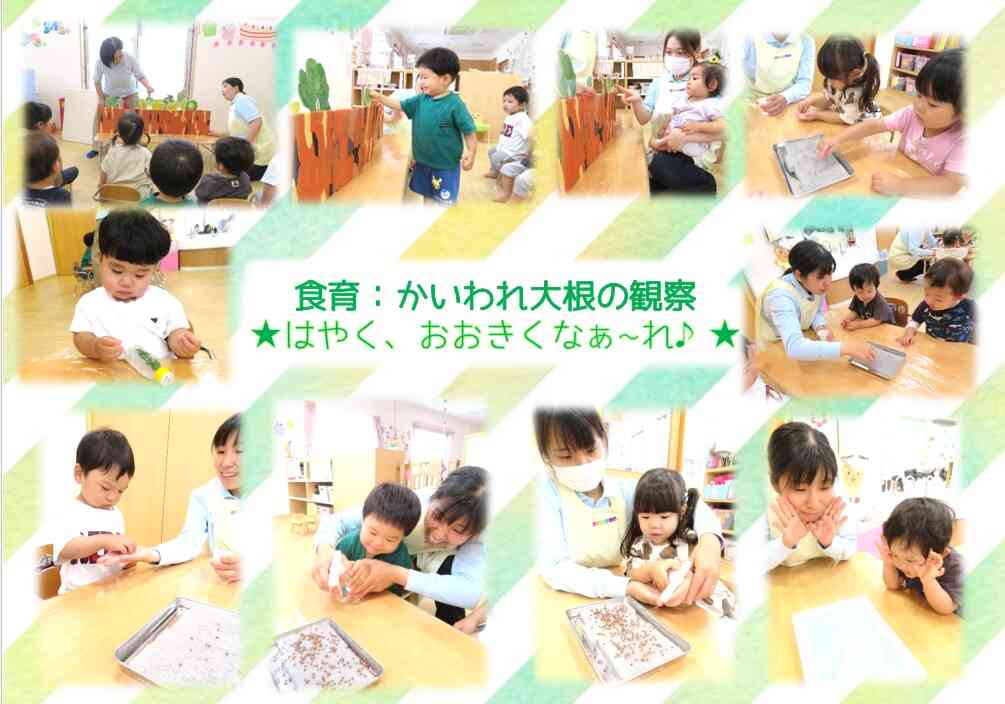 かいわれ大根の観察をしました！はやく大きくならないかなあ♪と、見つめていました☆