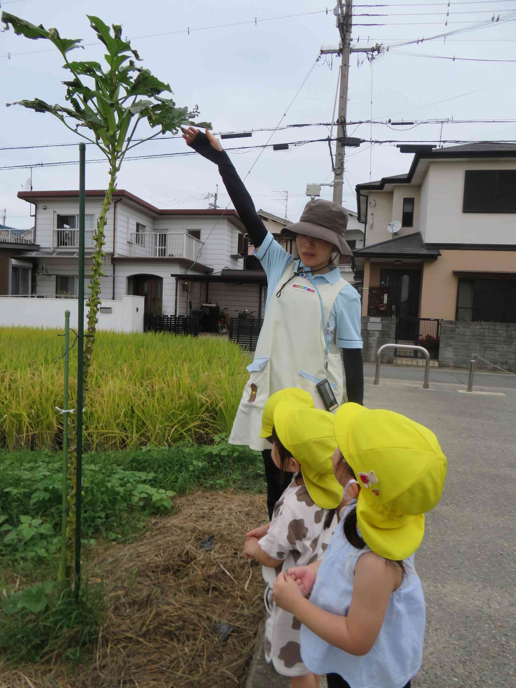オクラをみーっつけた！背比べ、どっちが高い！？