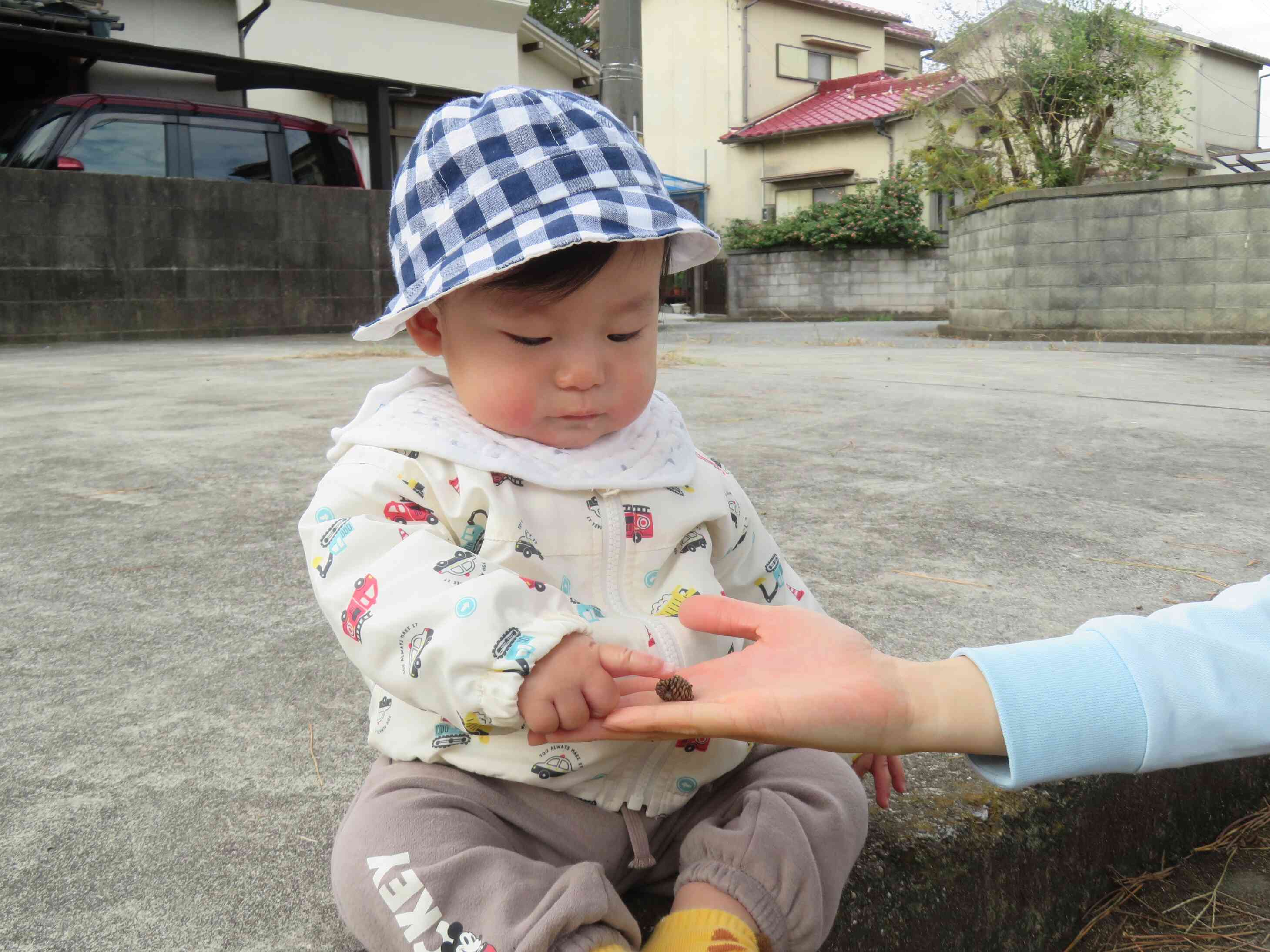 赤ちゃんサイズのまつぼっくりを見つけたよ♬