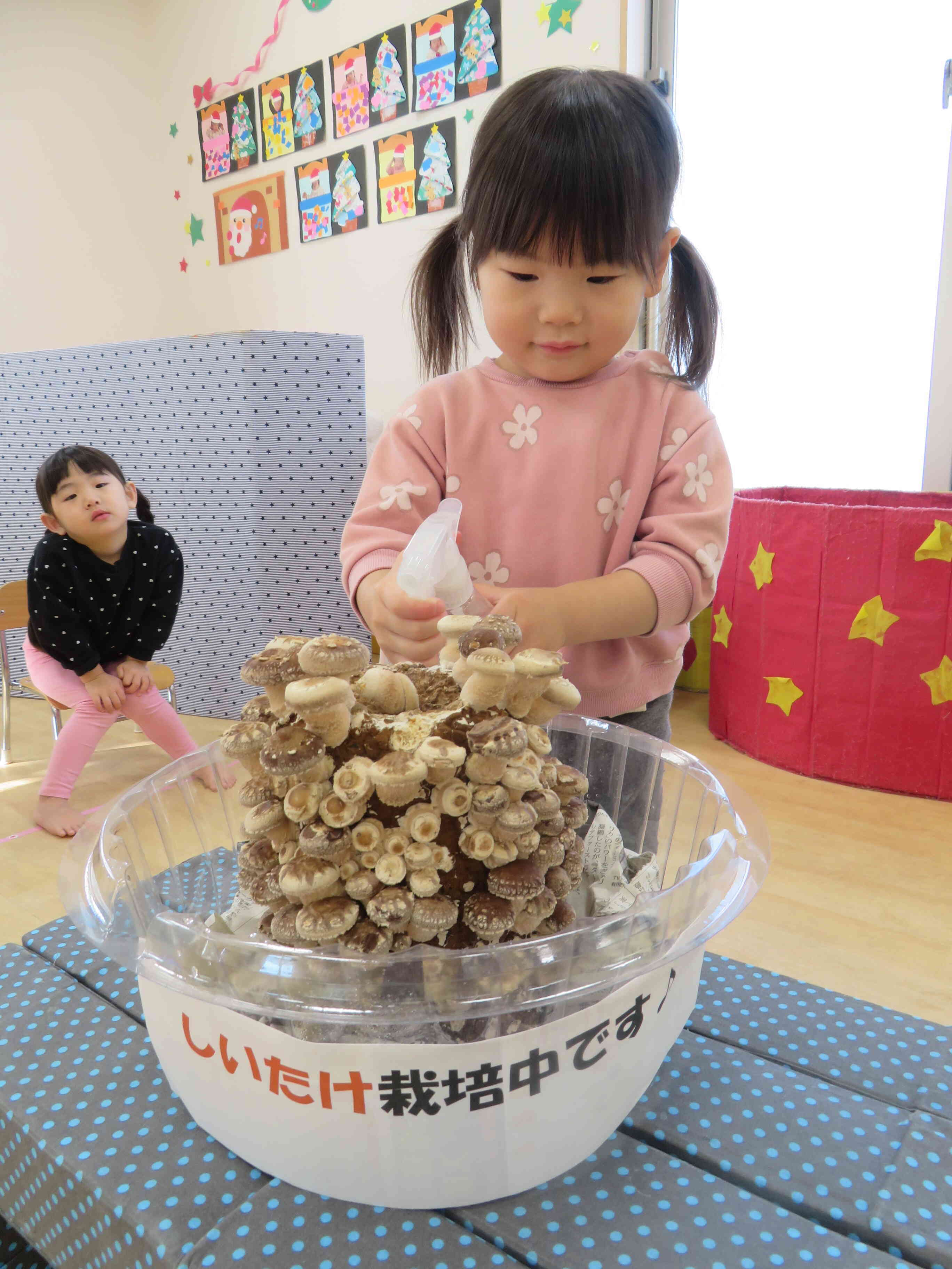 日に日に生長をしているきのこ。水やりが成果を見せています！