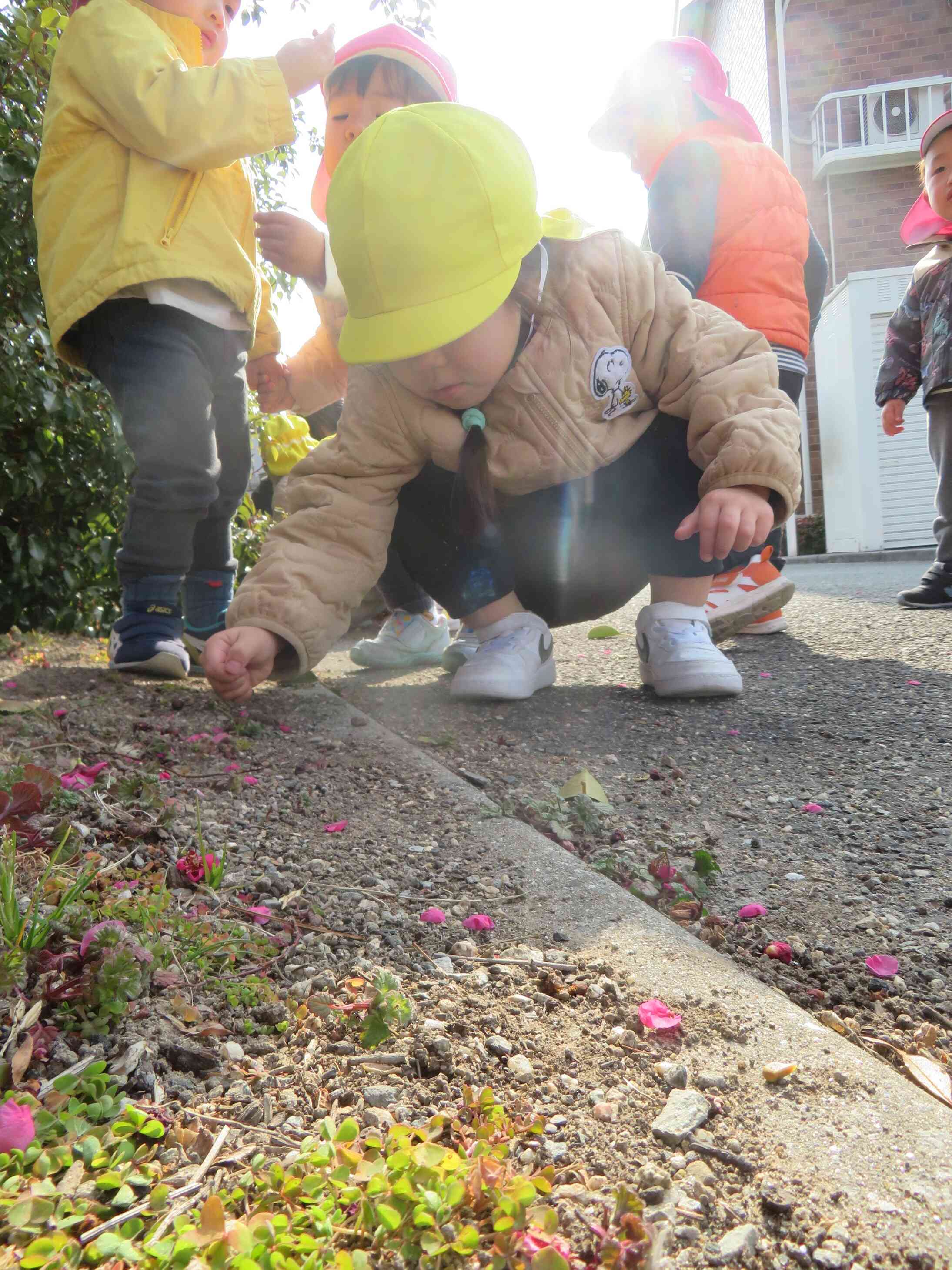 落ちた花びらを夢中で拾って見せてくれます。お友だちと見せ合いっこ。