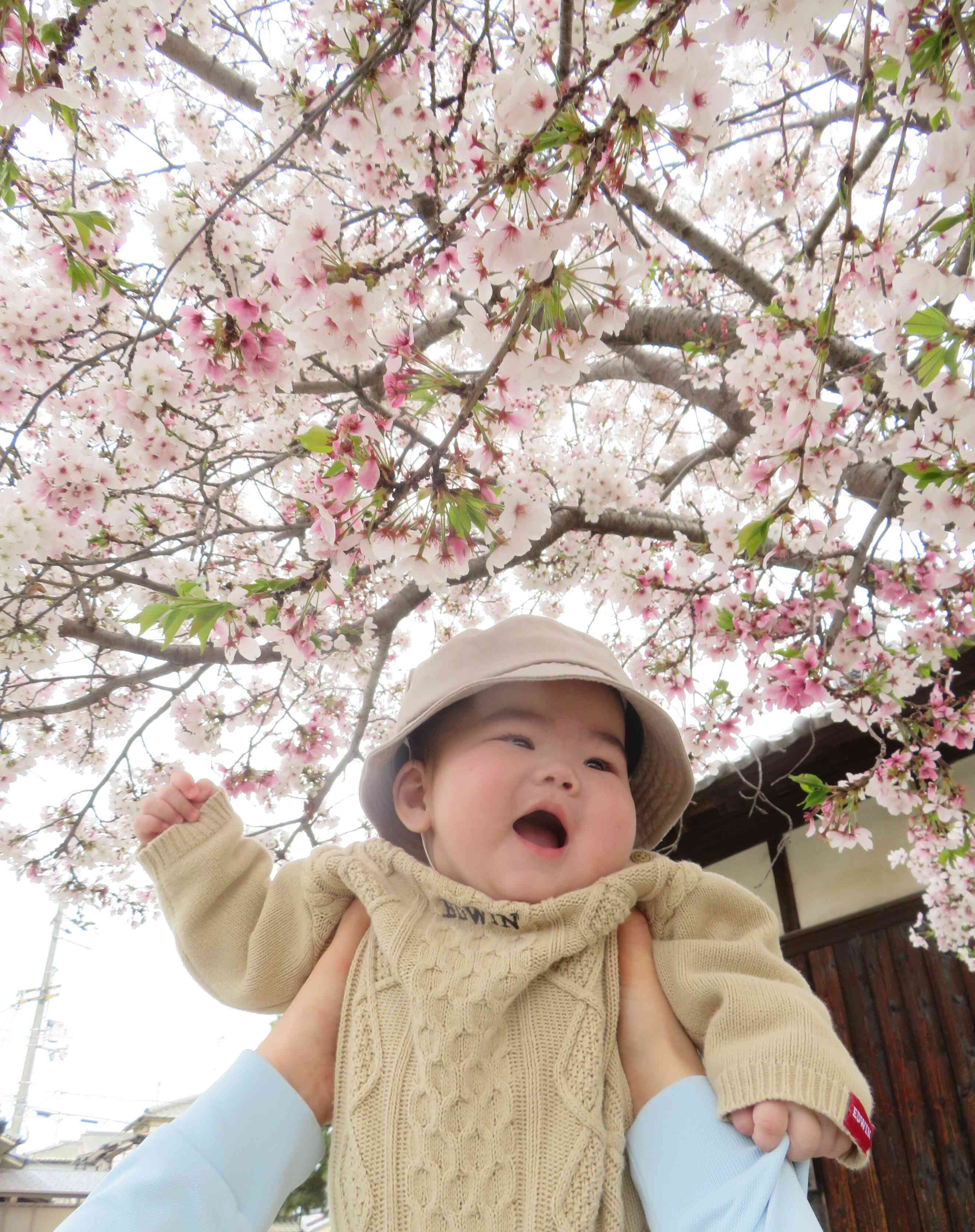 お花見に行ったよ♬