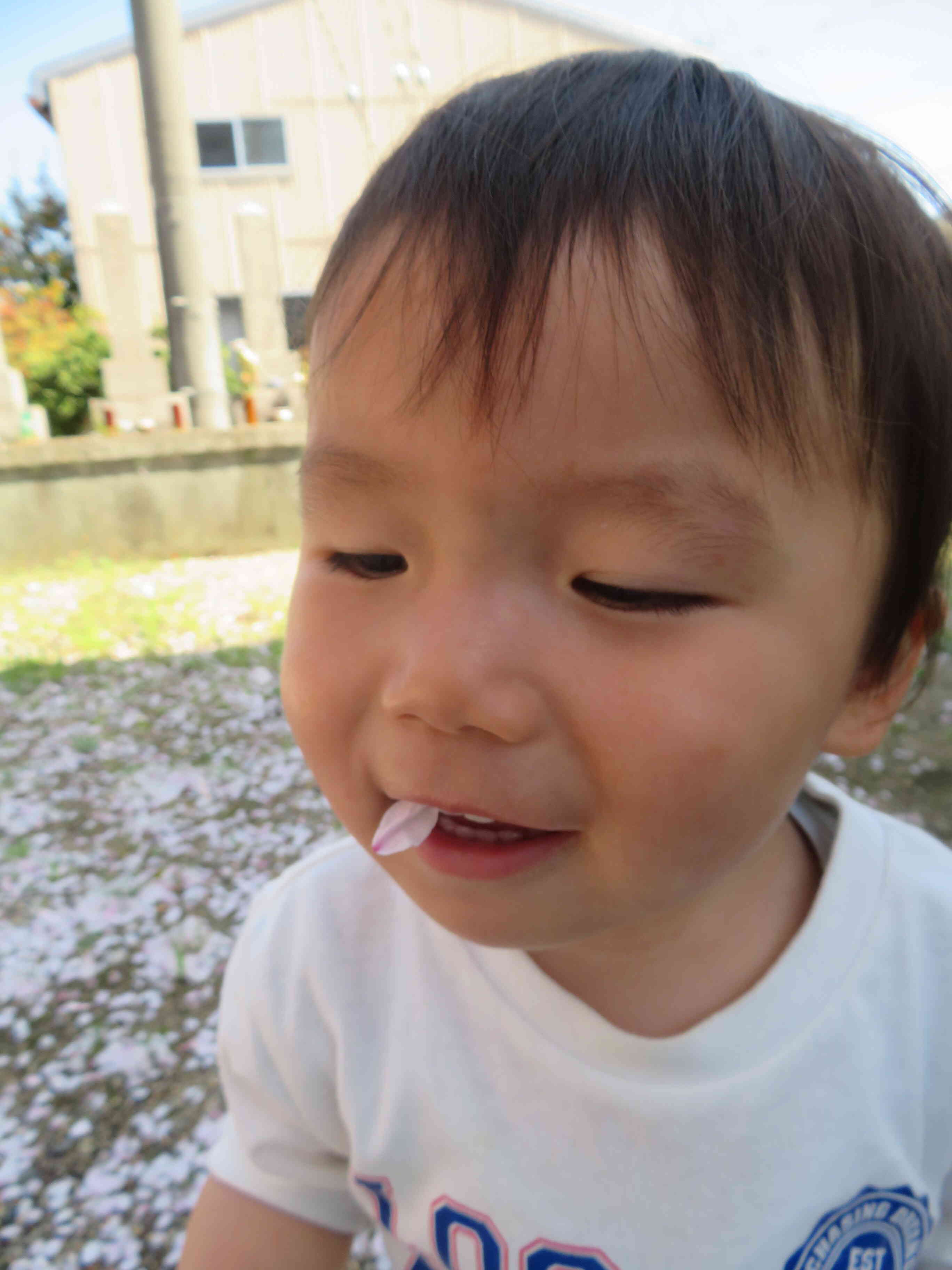 舞った桜が、唇に！