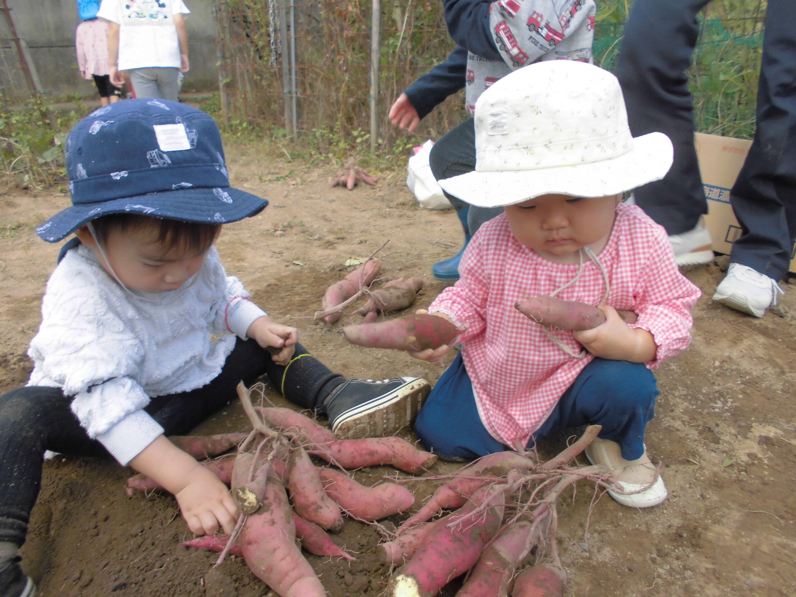 秋のお芋掘りです。