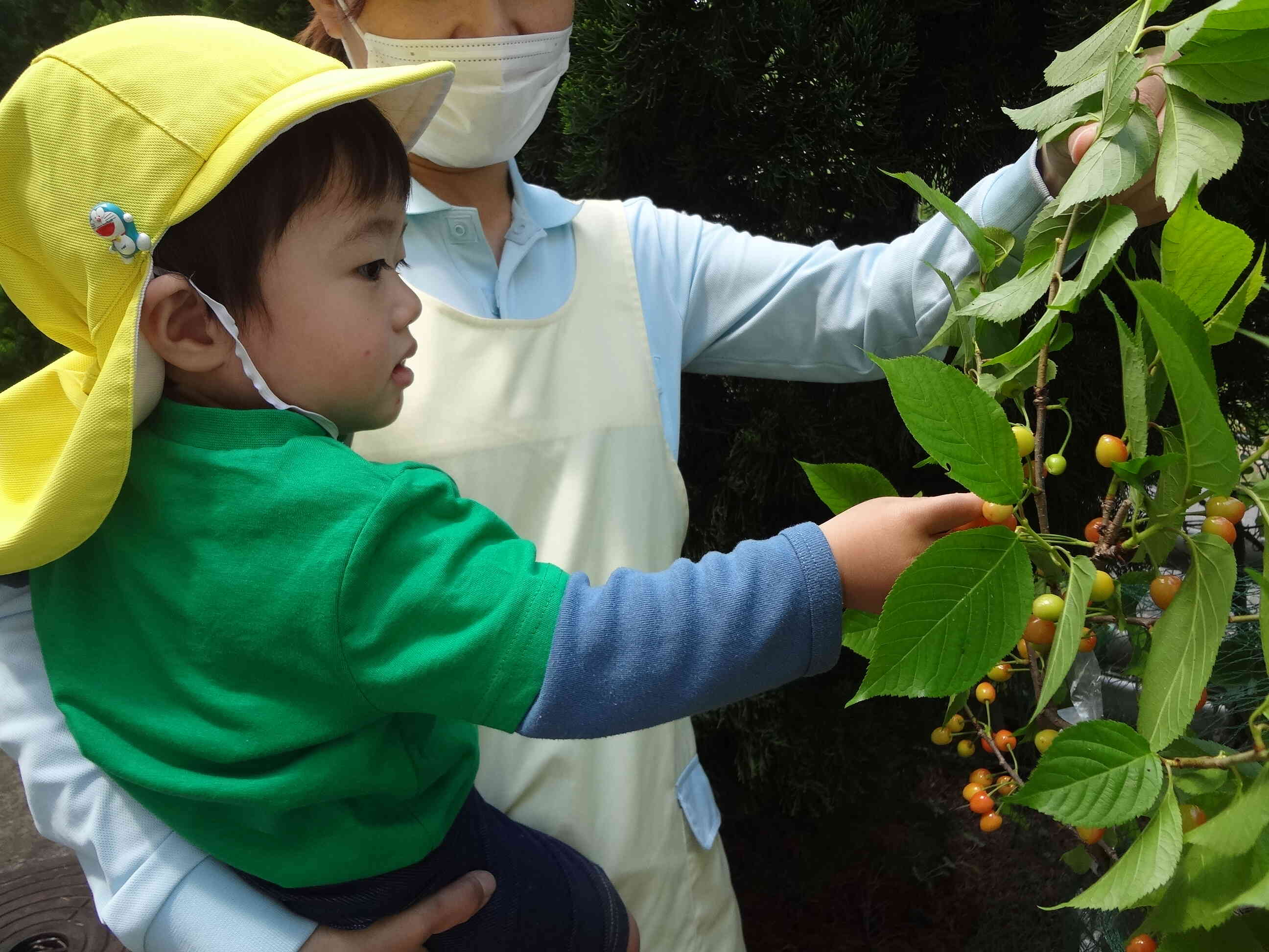 今年も子どもたちに「さくらんぼ狩り体験」をありがとうございました！