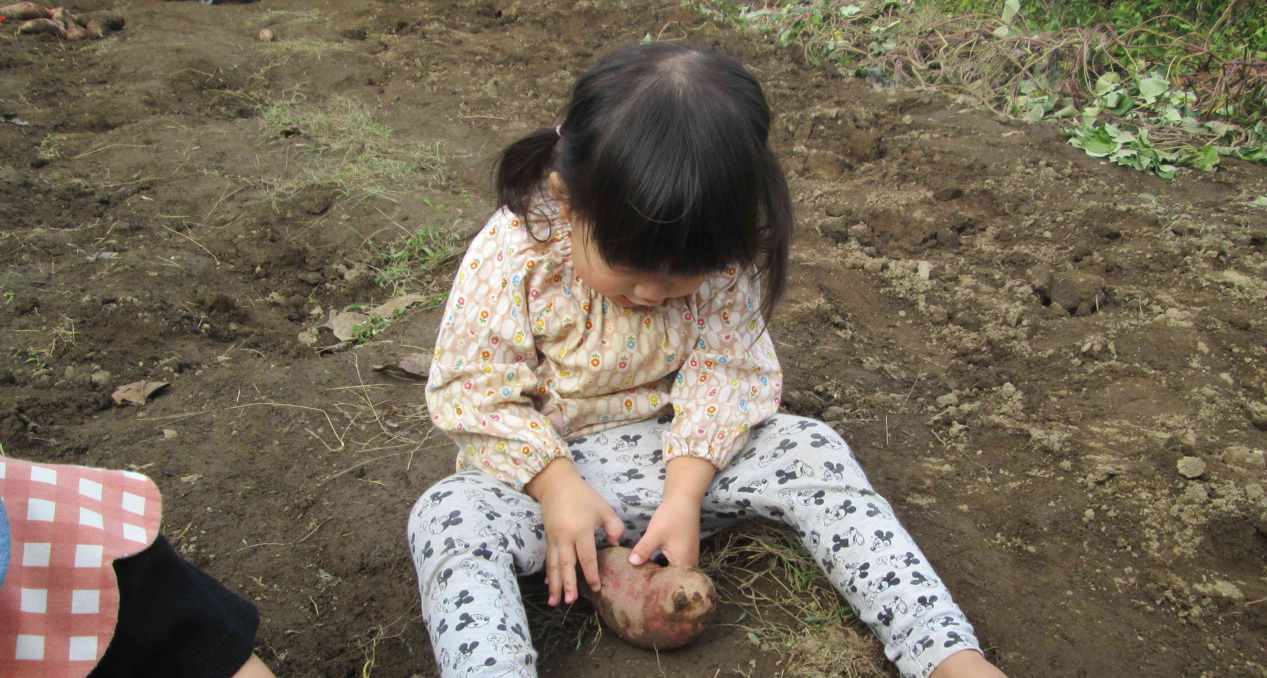 土の中からでてきたばかりのさつまいもに興味津々のMちゃんです。