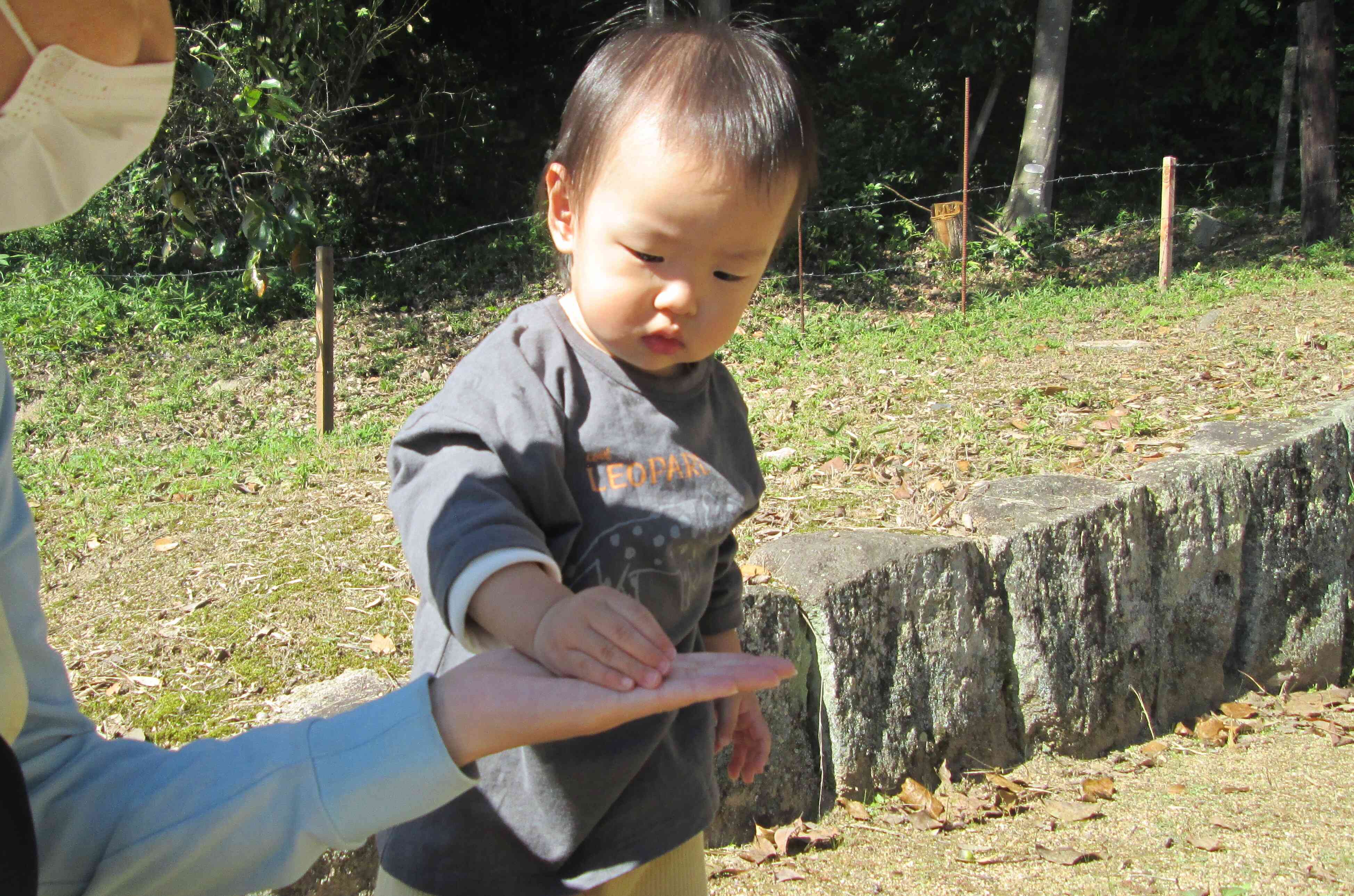 Hくんにもどんぐりをみせてあげました。不思議そうにみてくれていました。