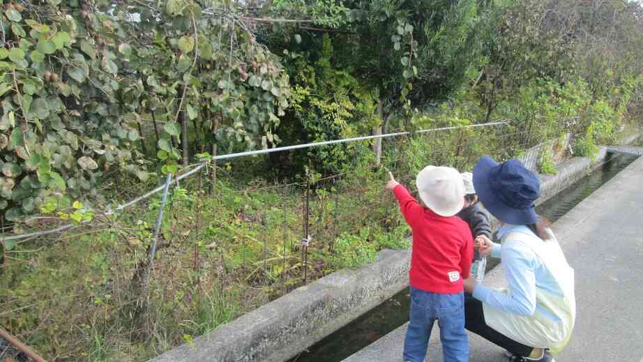 帰り道では「キウイ」をみつけたり