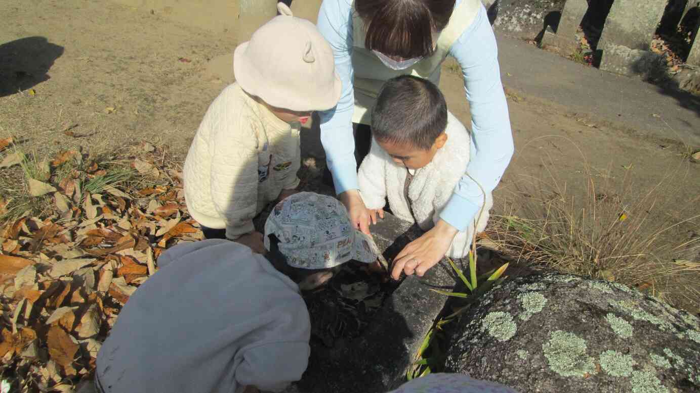 帽子のついたクヌギの丸くて大きなどんぐりでしたよ。