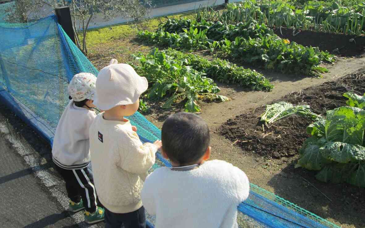 帰り道では畑で大きなかぶをみつけ、「かぶ～をひっぱるおじいいさん♪」と歌を歌いながら帰りました。今日も楽しいお散歩になりました。