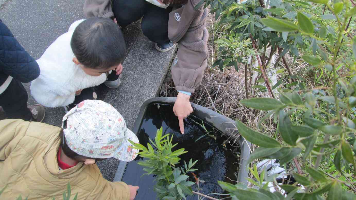 帰り道で凍った水鉢をみつけたよ。
