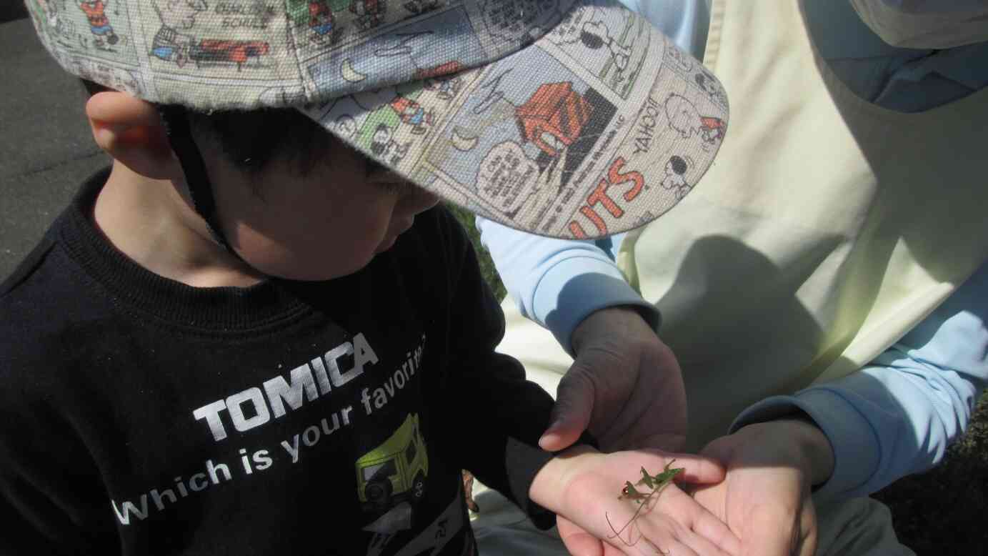 ぼくの手にも「てんとう虫」がきてくれたよ。春ならではの虫や野花に出会えた楽しいお散歩になりました。