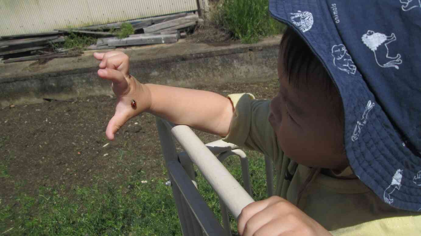 Hくんの手にてんとう虫が遊びにきてくれたよ！