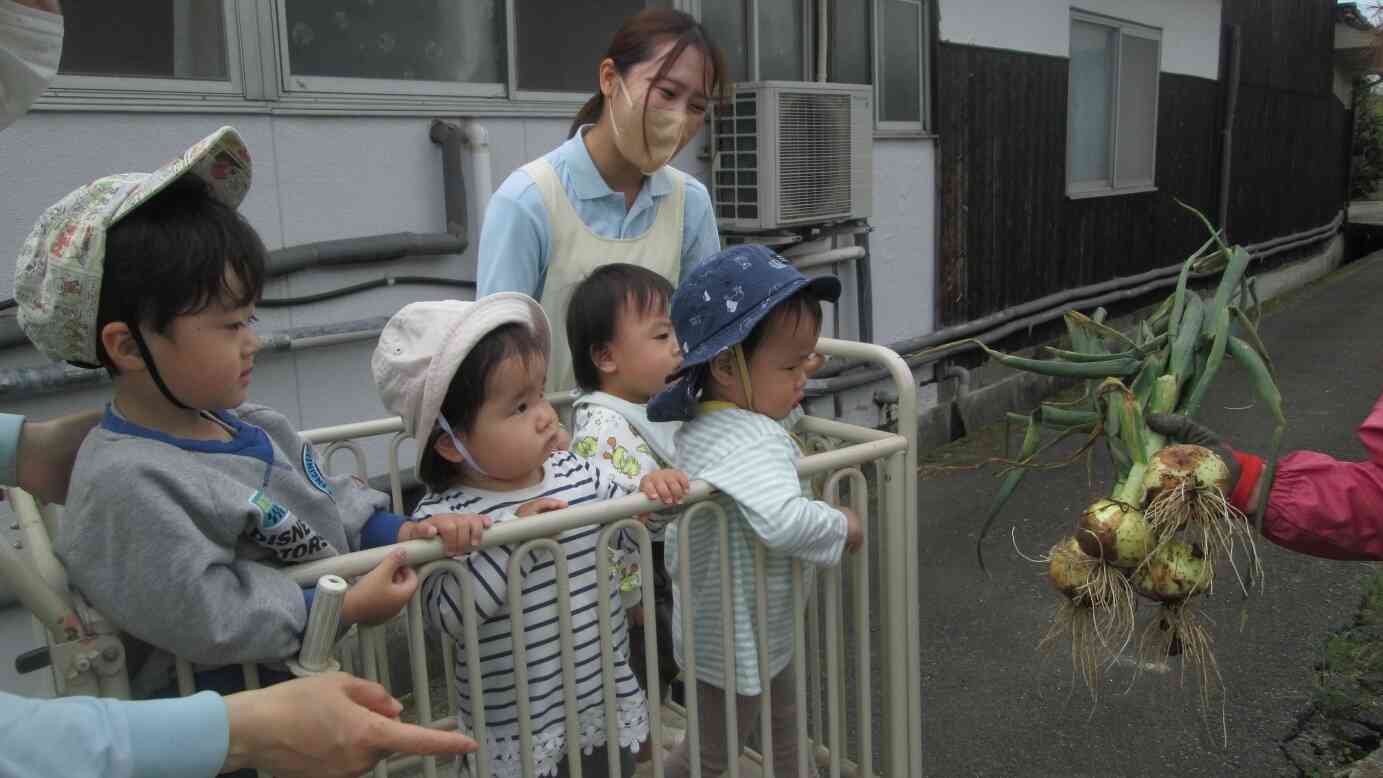 お散歩の途中で地域の方が掘りたての玉ねぎをみせていただきました。土の中から出てきた玉ねぎにびっくり！貴重な経験ありがとうございました。園に帰ってフレームをつくります。