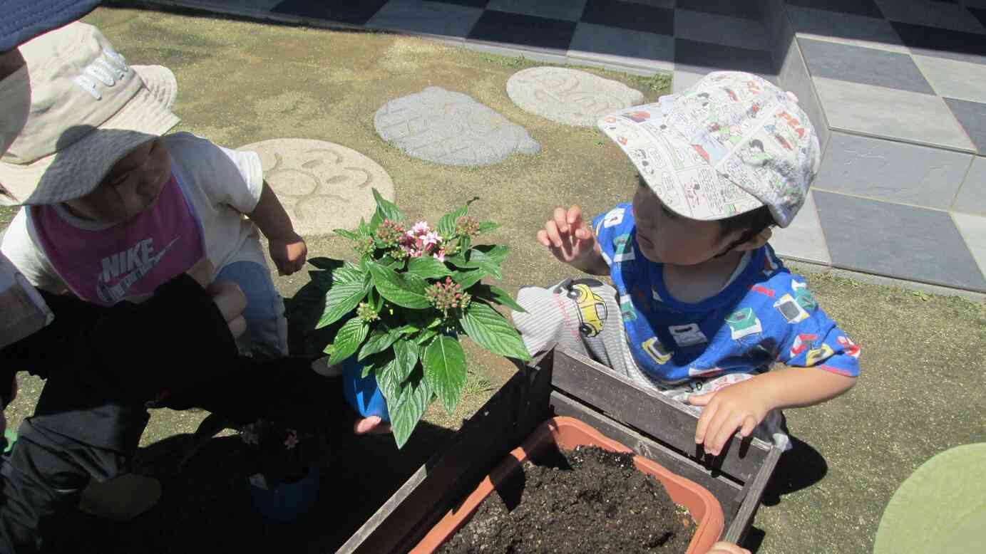 お花の苗を植えたよ！