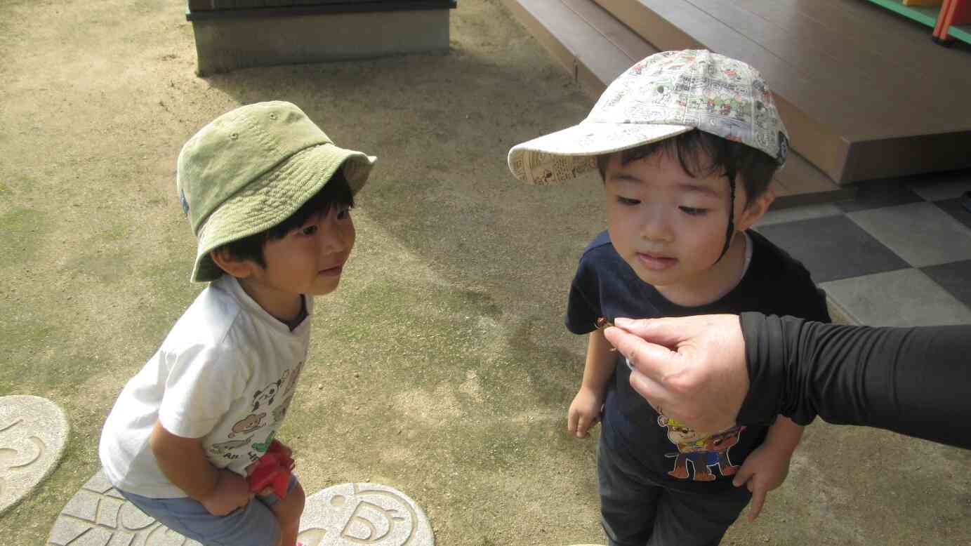 園庭に遊びにきてくれたトンボを捕まえて観察です。虫の観察ができる季節到来です。
