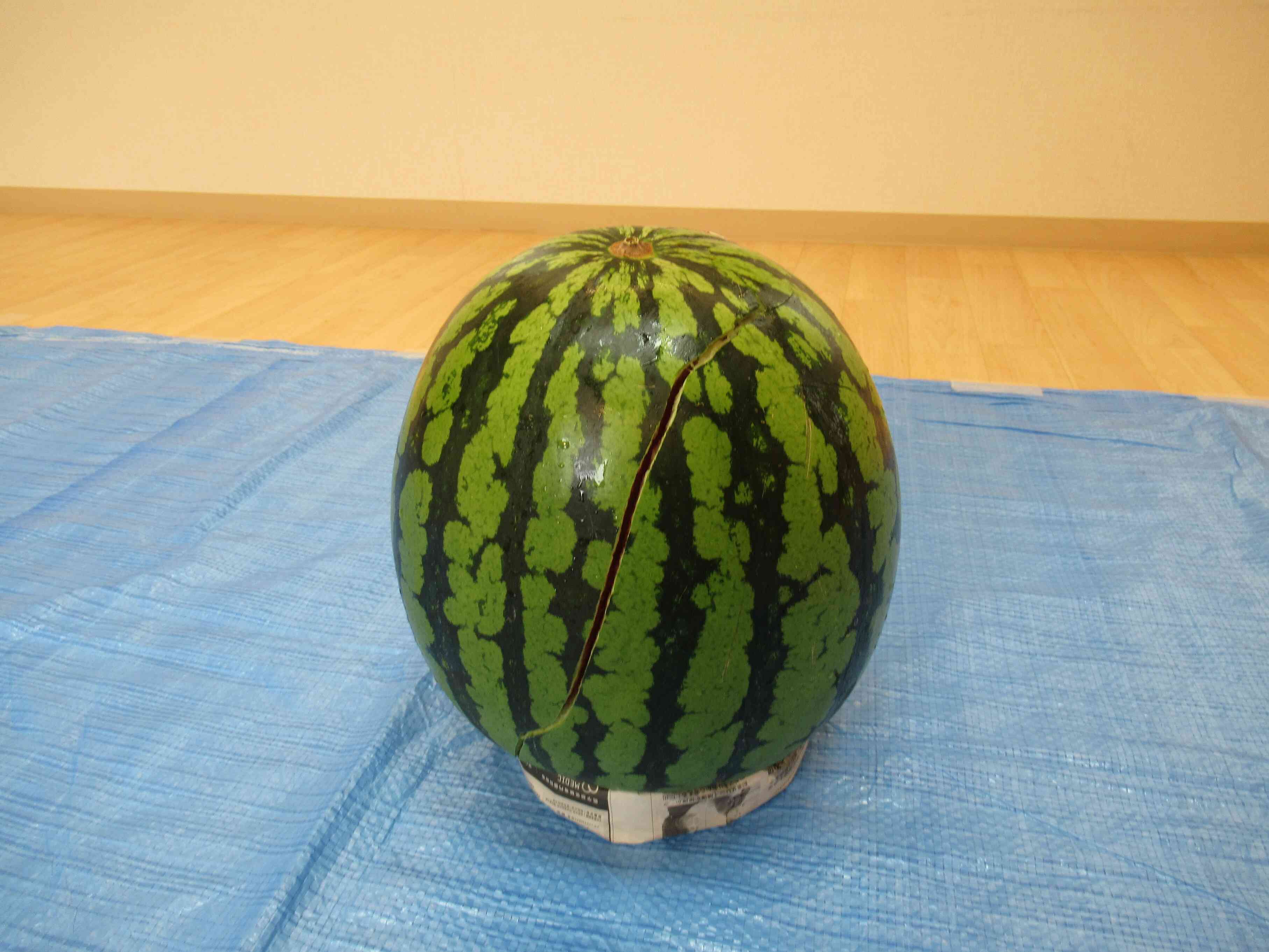 割れました！