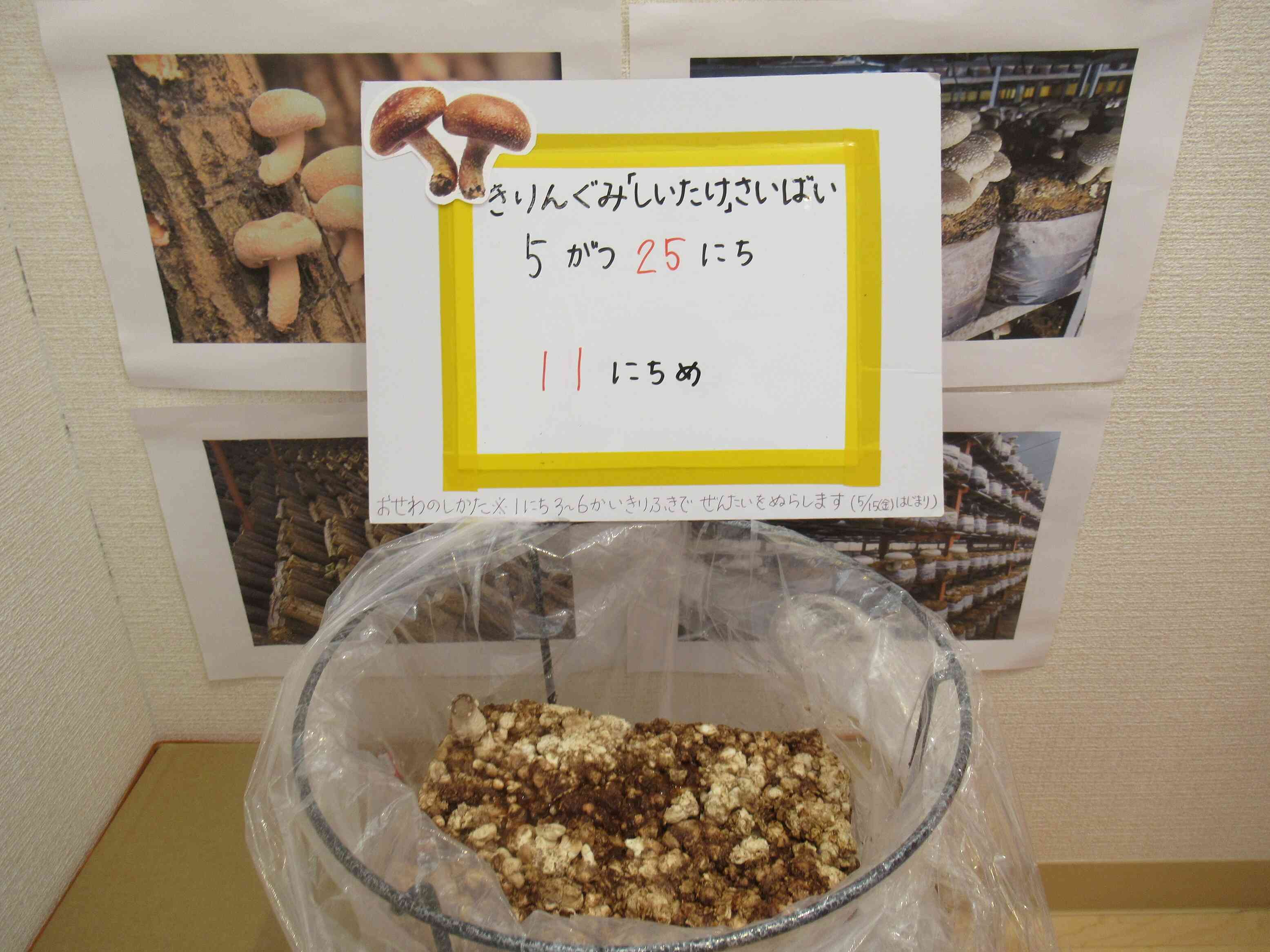シイタケが生えてきた！！