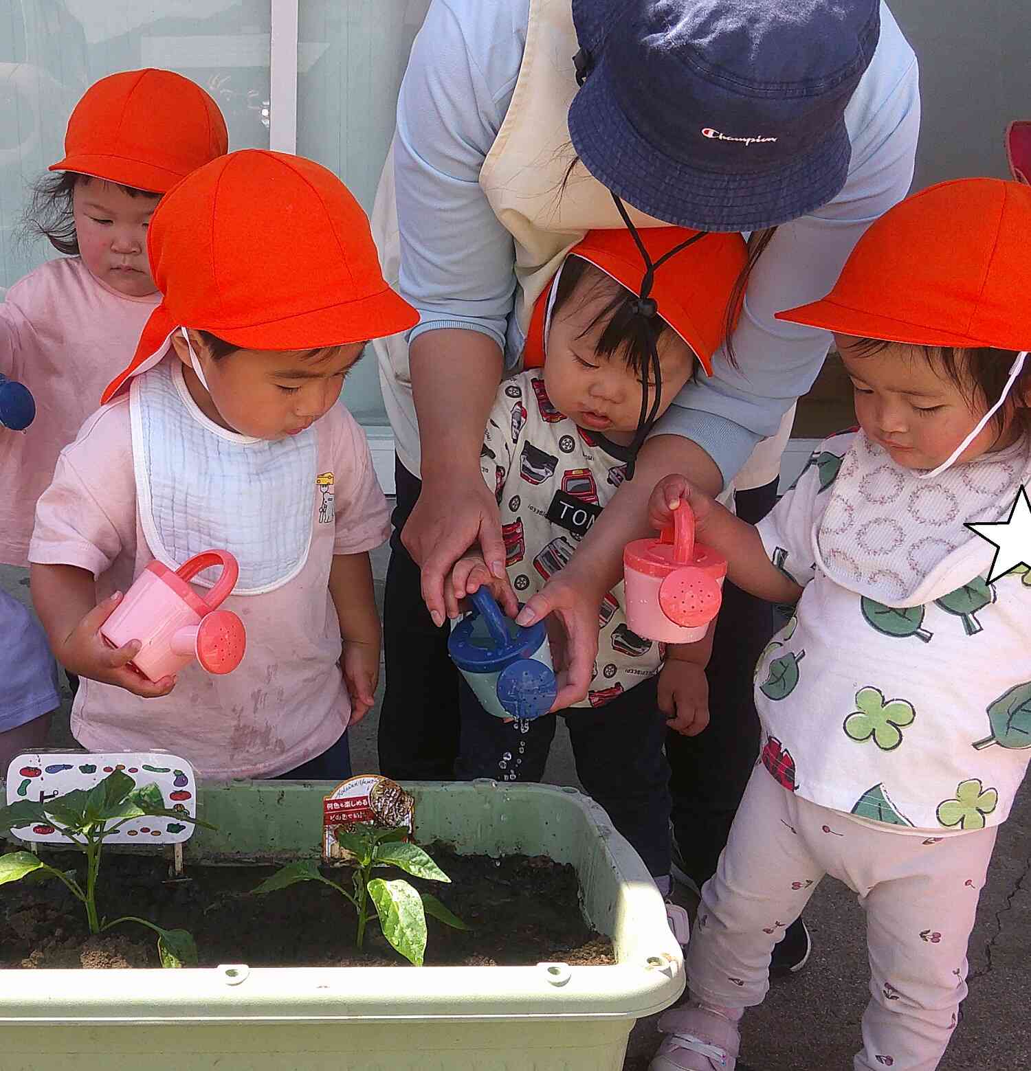 ５月　食育「野菜の苗植え」