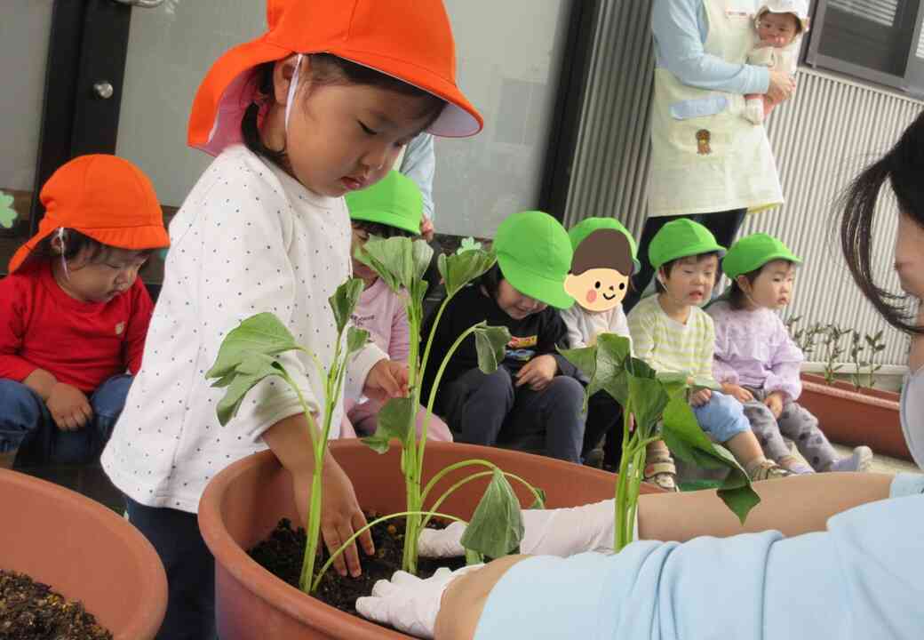 さつまいもの苗を植えたよ!