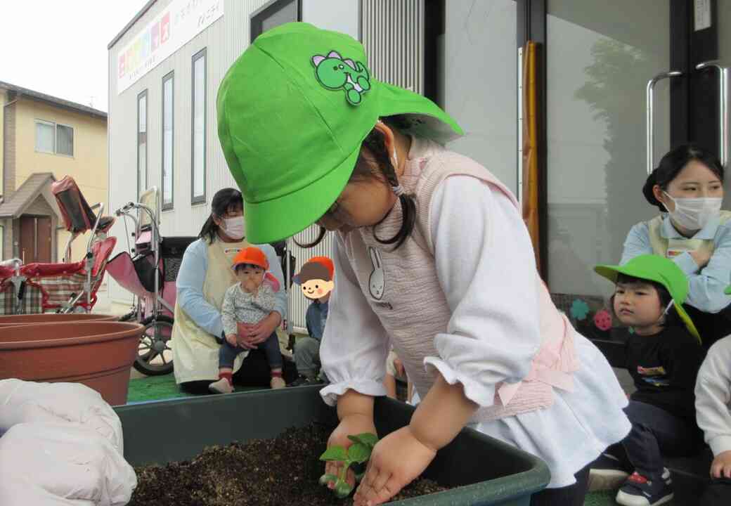 野菜の苗植え(1・2歳児)