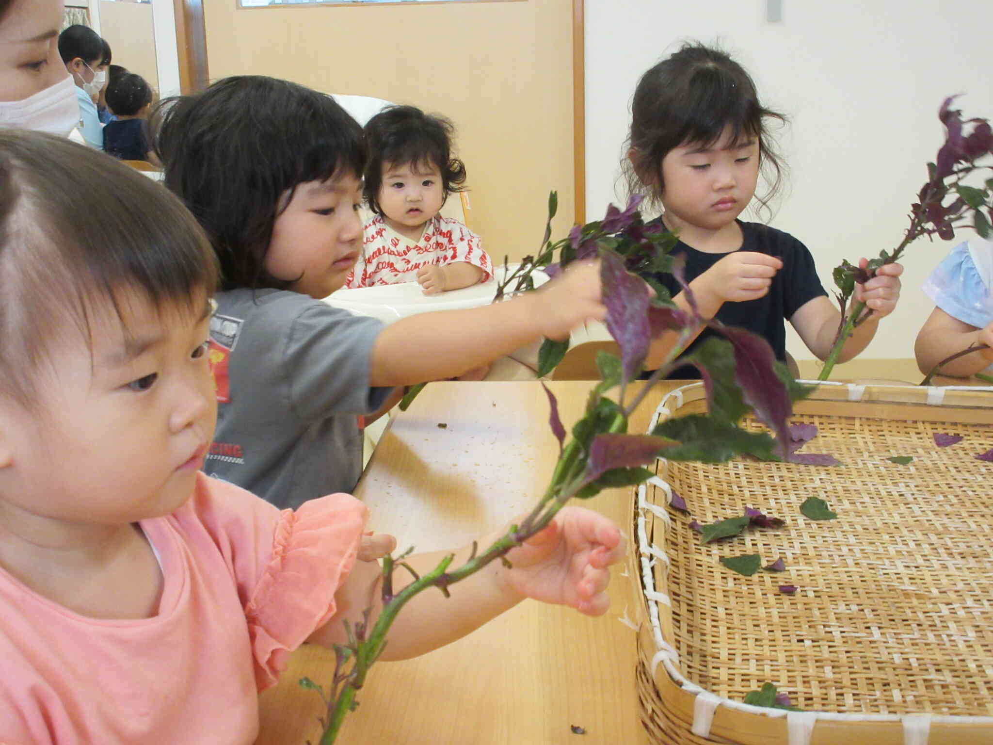 金時草の葉っぱの裏側って紫色なんだね！