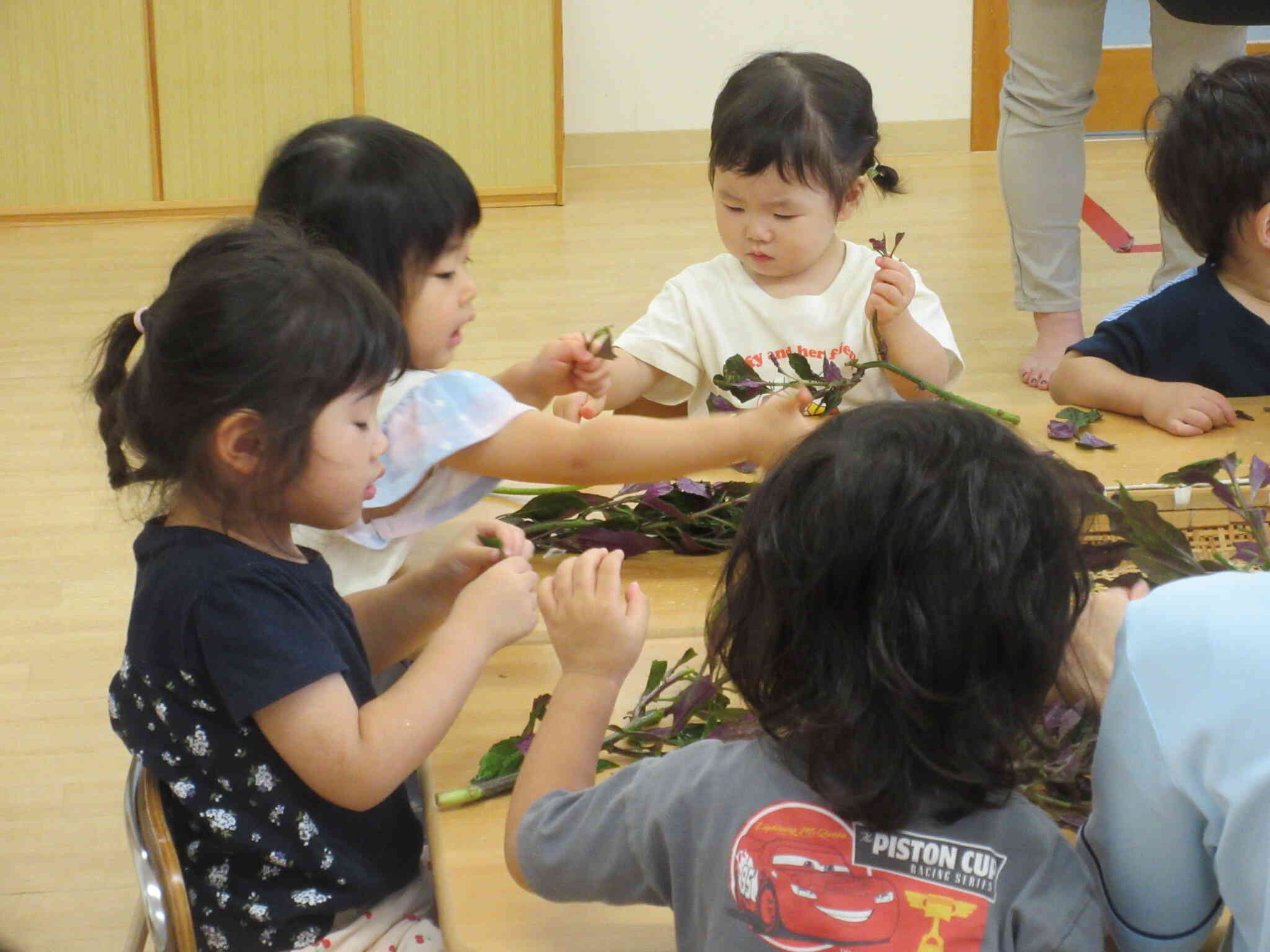 みんなで力を合わせて金時草の葉っぱをいっぱい ちぎるぞ！