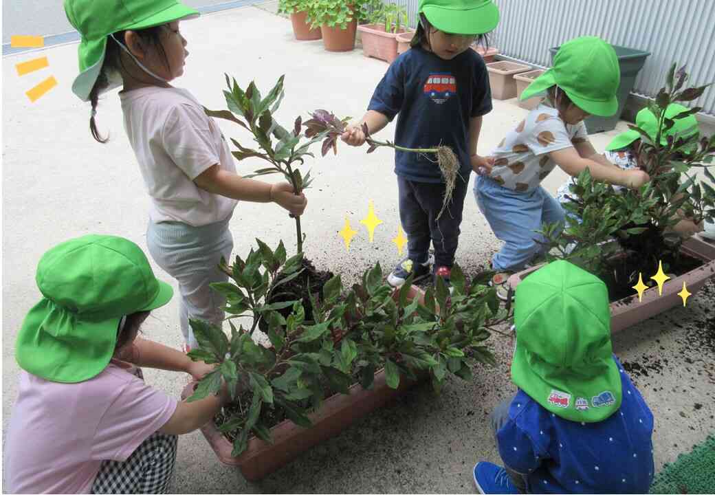 加賀野菜の『金時草』の収穫体験♪　たくさん収穫出来たね☆