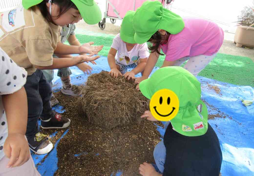 土の中からさつまいもを探そう!