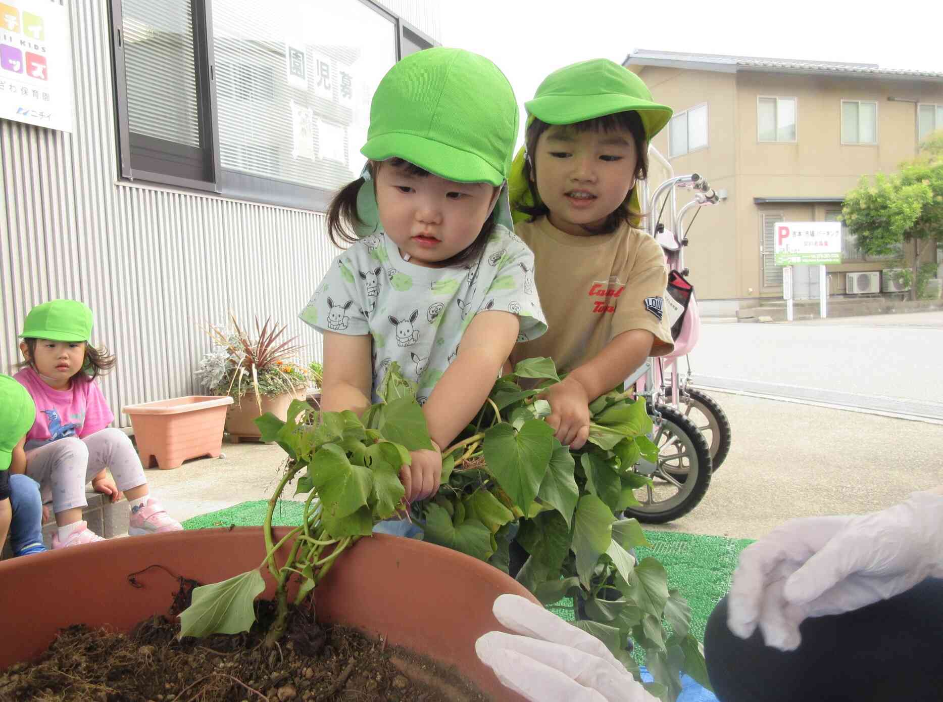 芋ほり(全クラス)