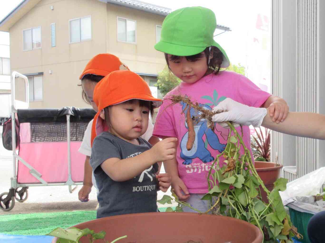 お芋採れたね！