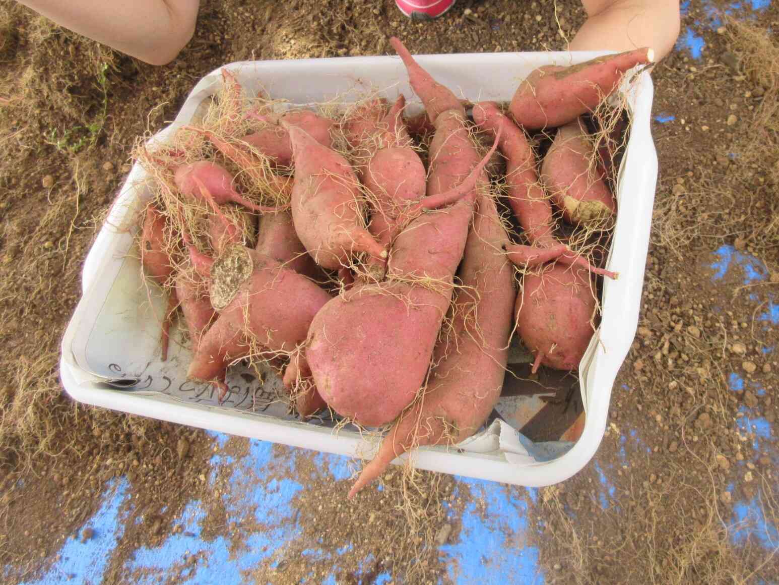 色んな大きさ、形のさつまいもが採れたよ☆