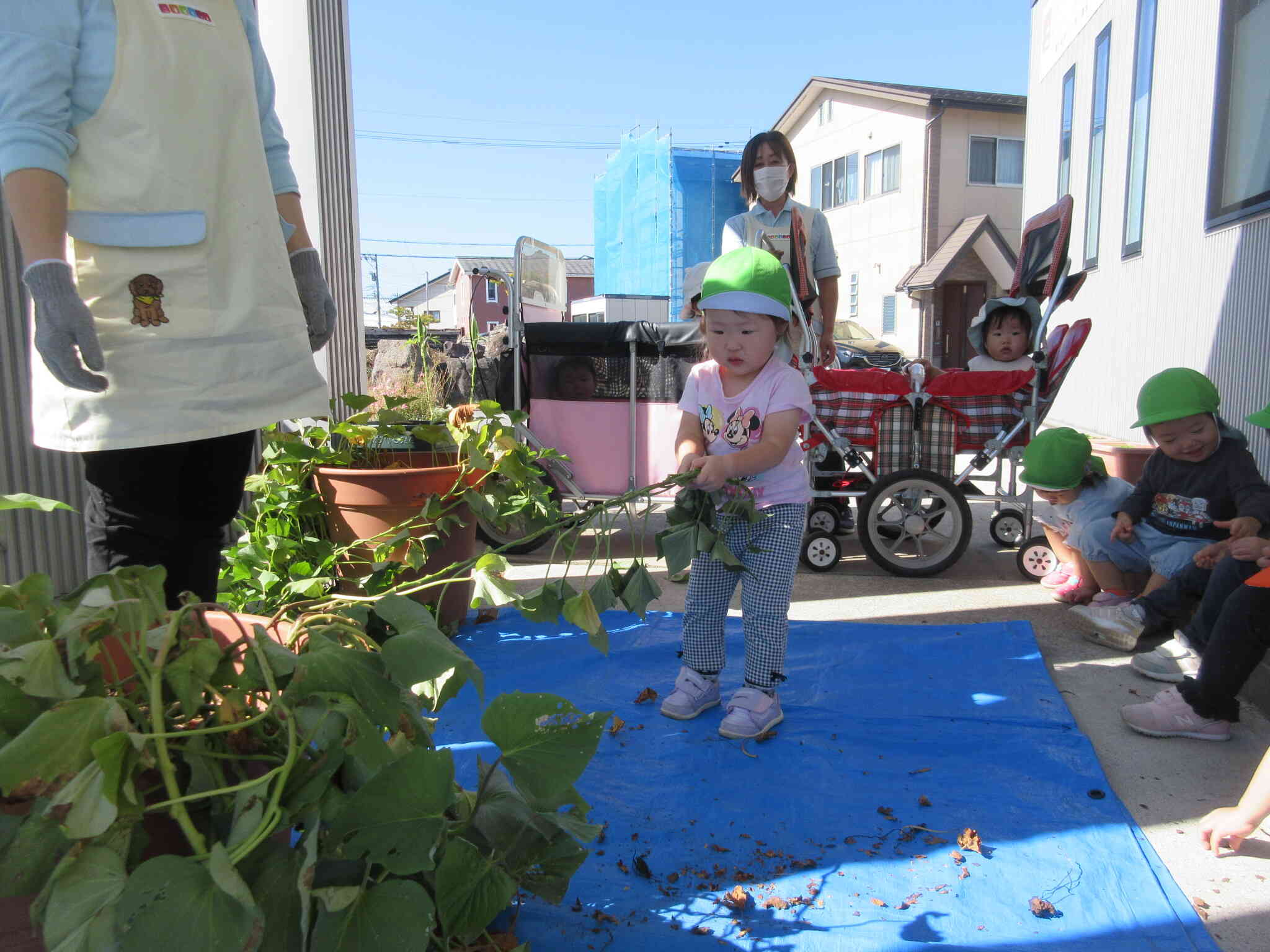 芋掘り本番です！