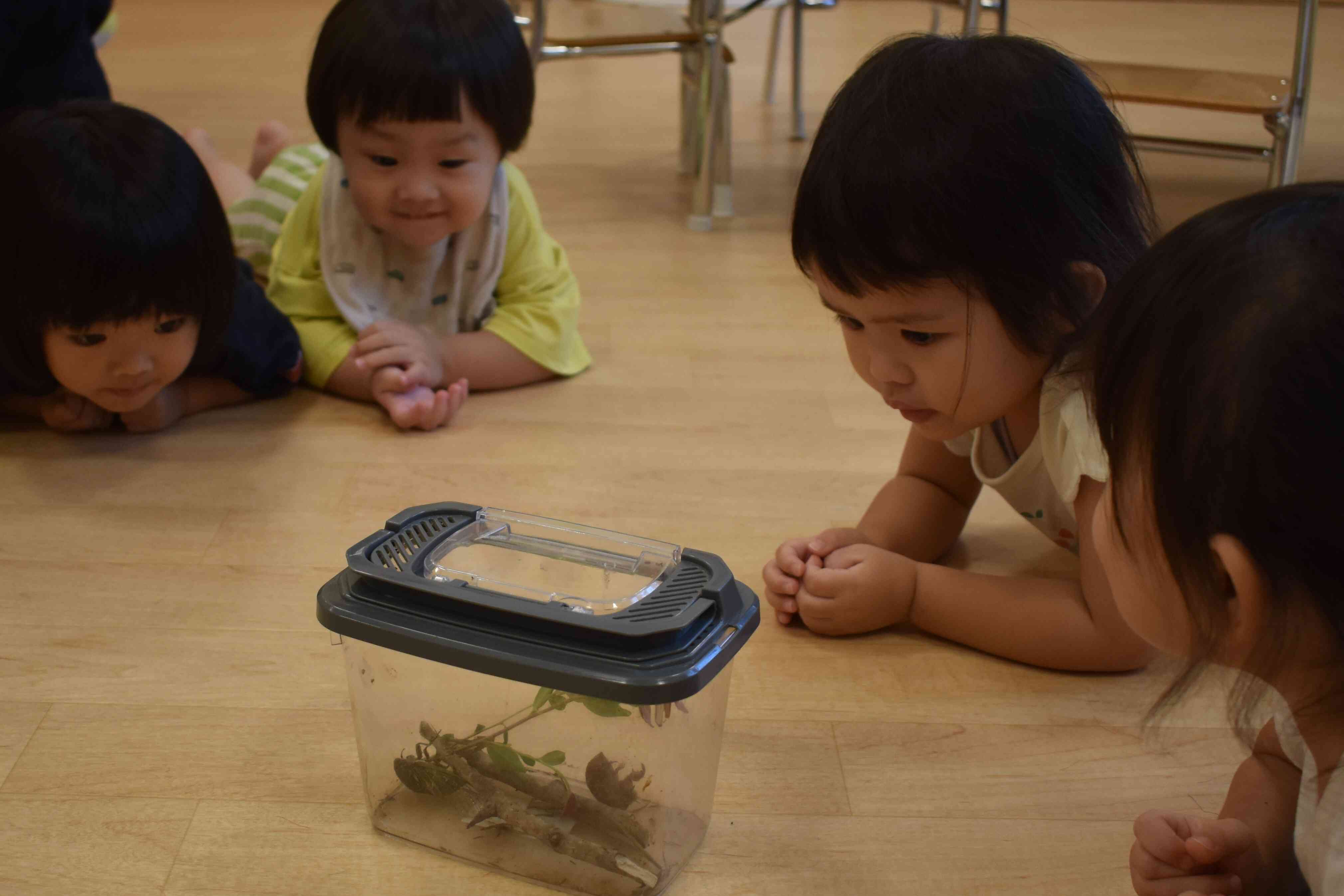 セミの観察