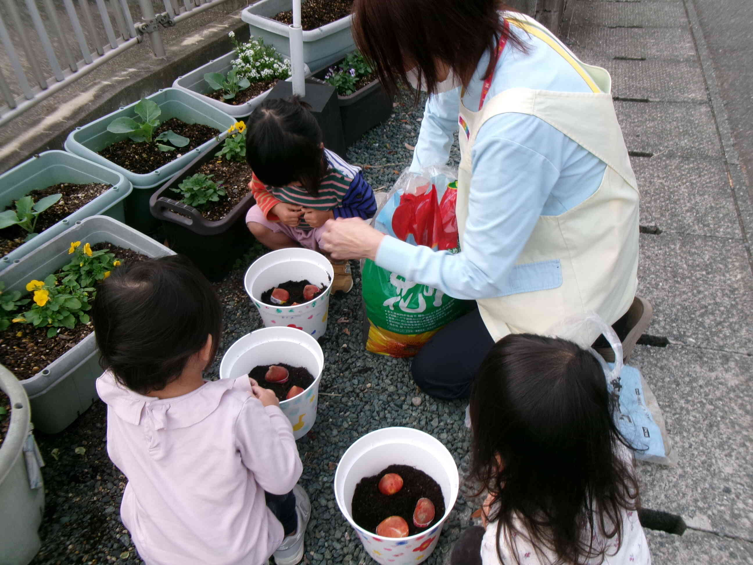 きれいな花が咲きますように