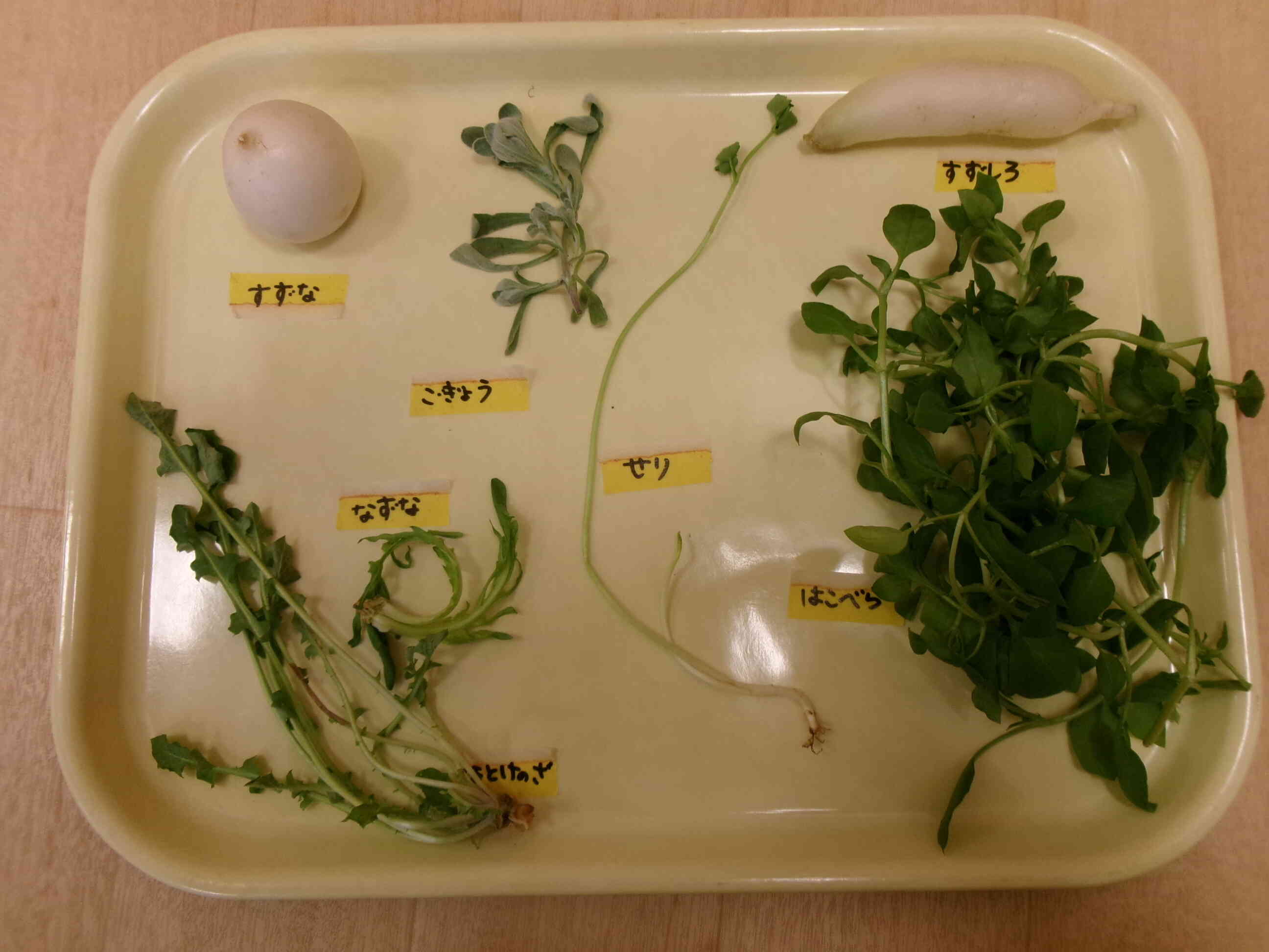 七草に触れてみよう（食育）