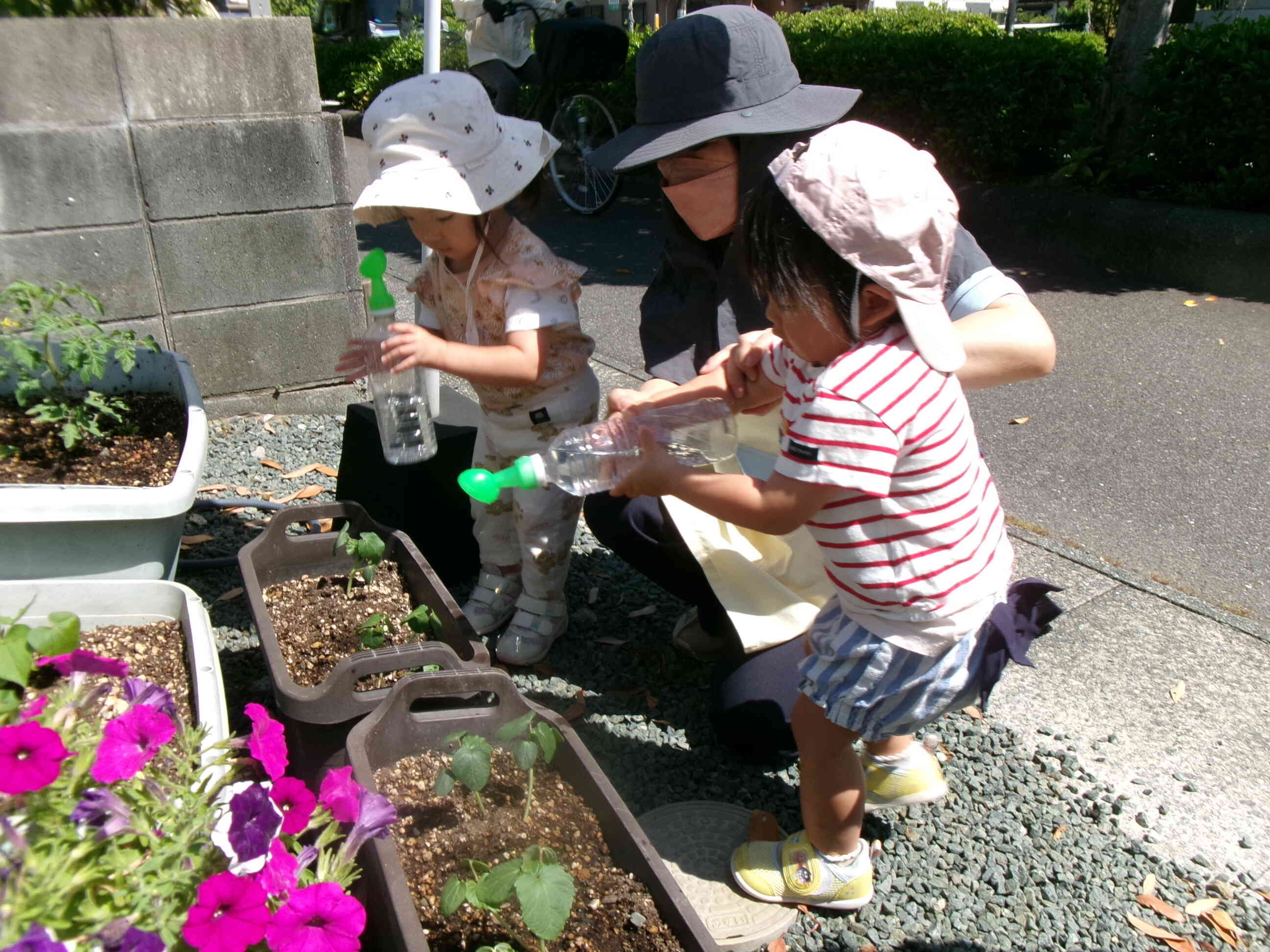 やさいの水やり