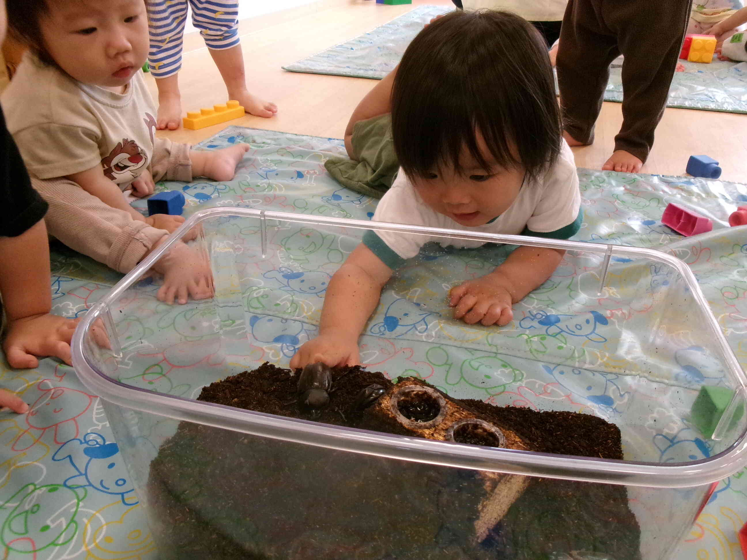 カブトムシが生れたよ！