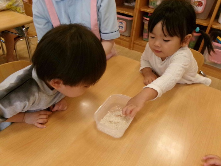 【食育】お米に触れてみよう
