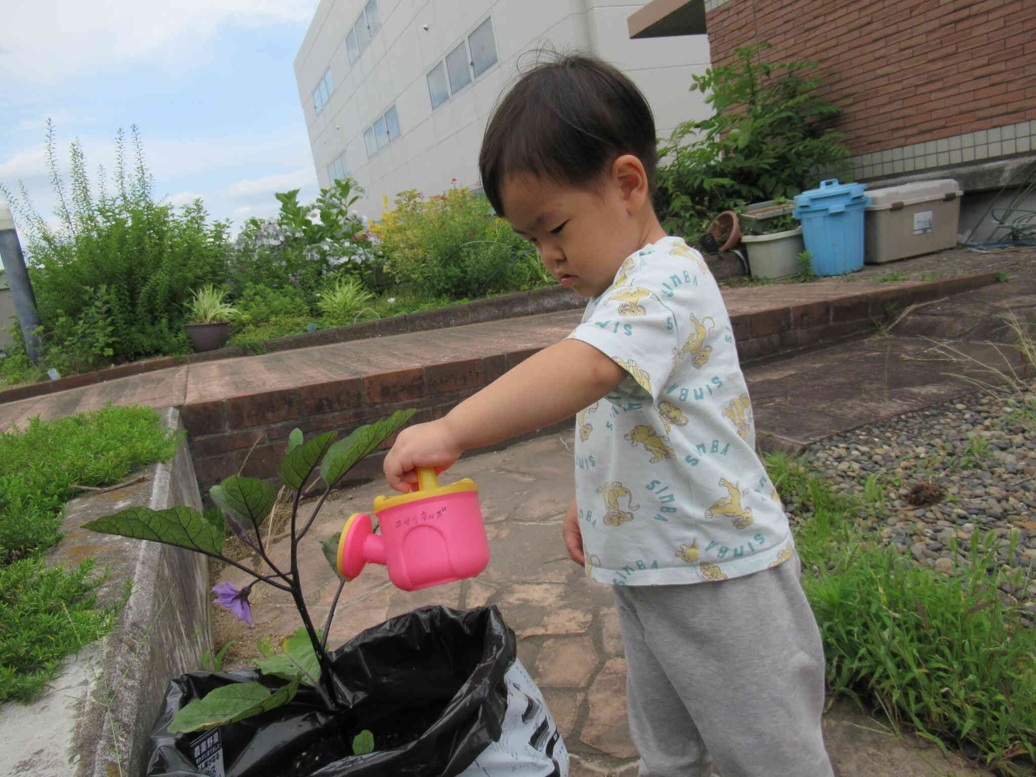 ナスのお花が咲きました！（うさぎ組2歳児） 