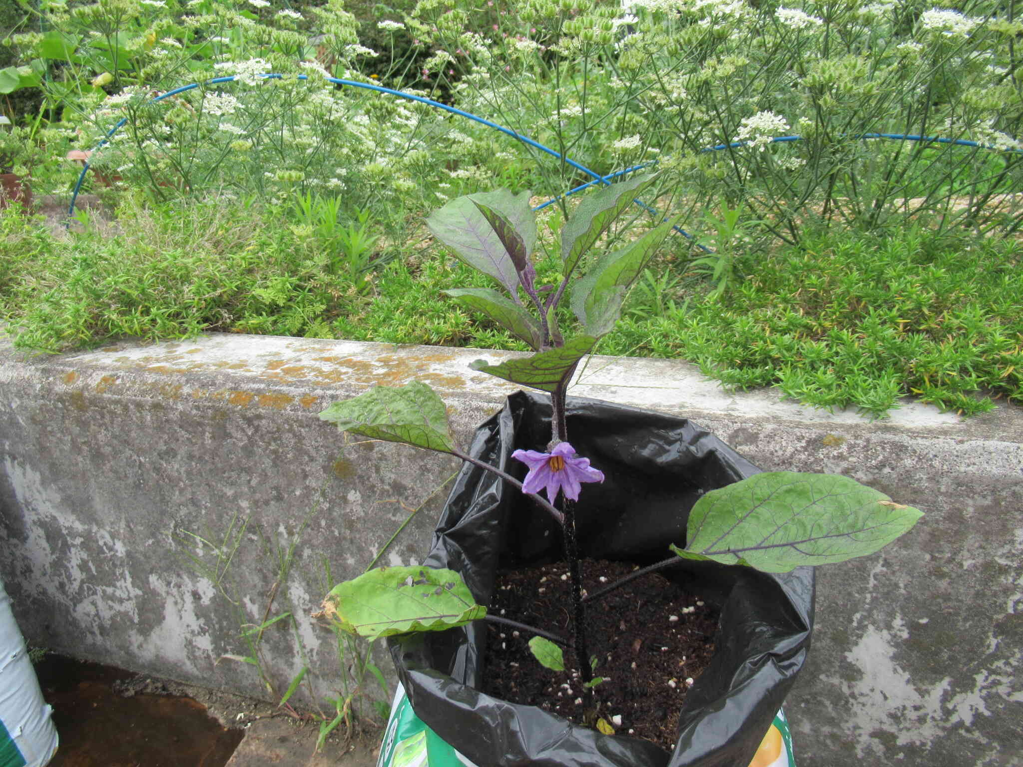 ナスのお花、むらさき色でとってもかわいいですね♡