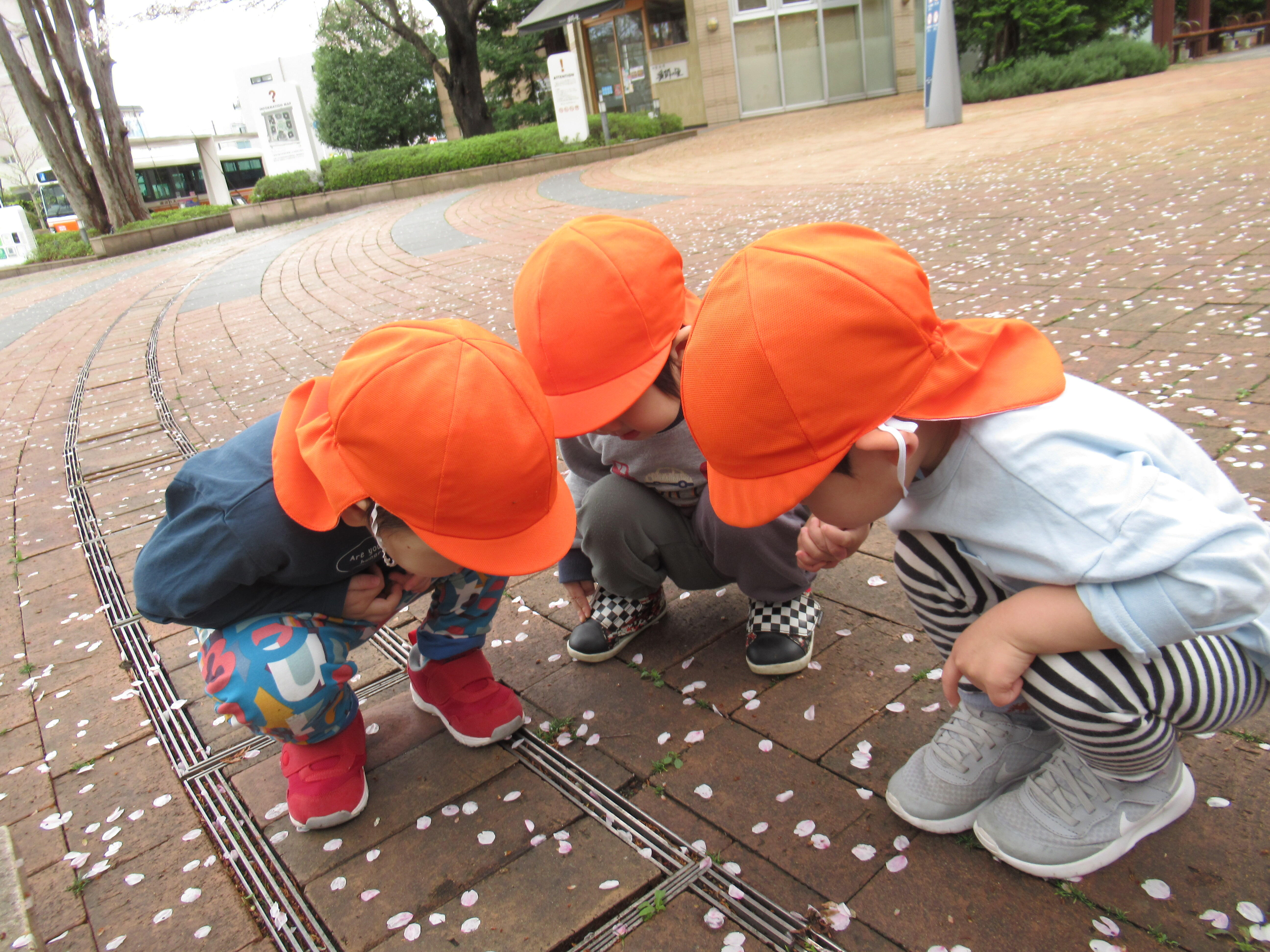 桜の花がひらひらときれいですね。