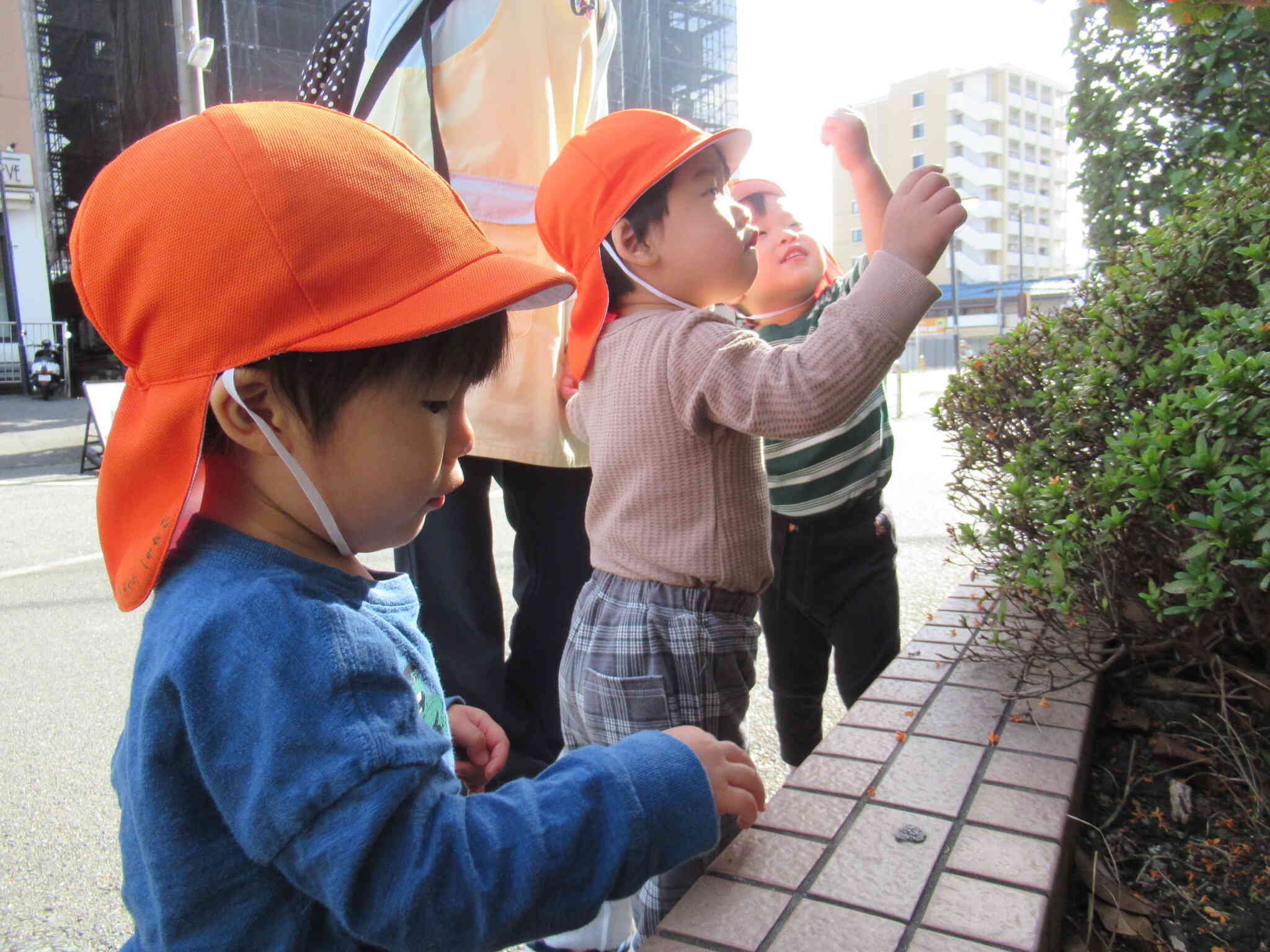 満開のキンセンカ、いい匂い～